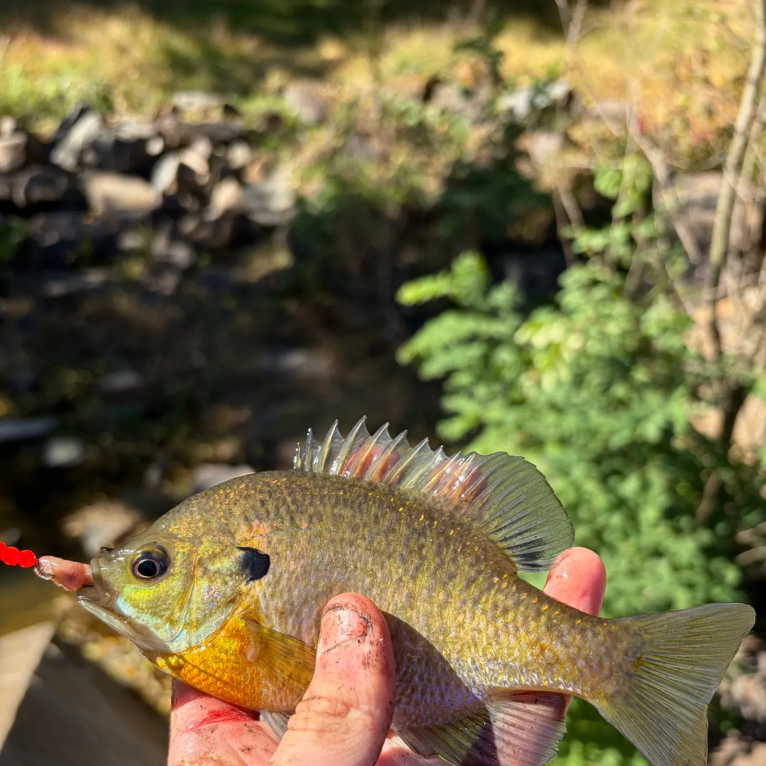Bluegill caught on Fishbrain