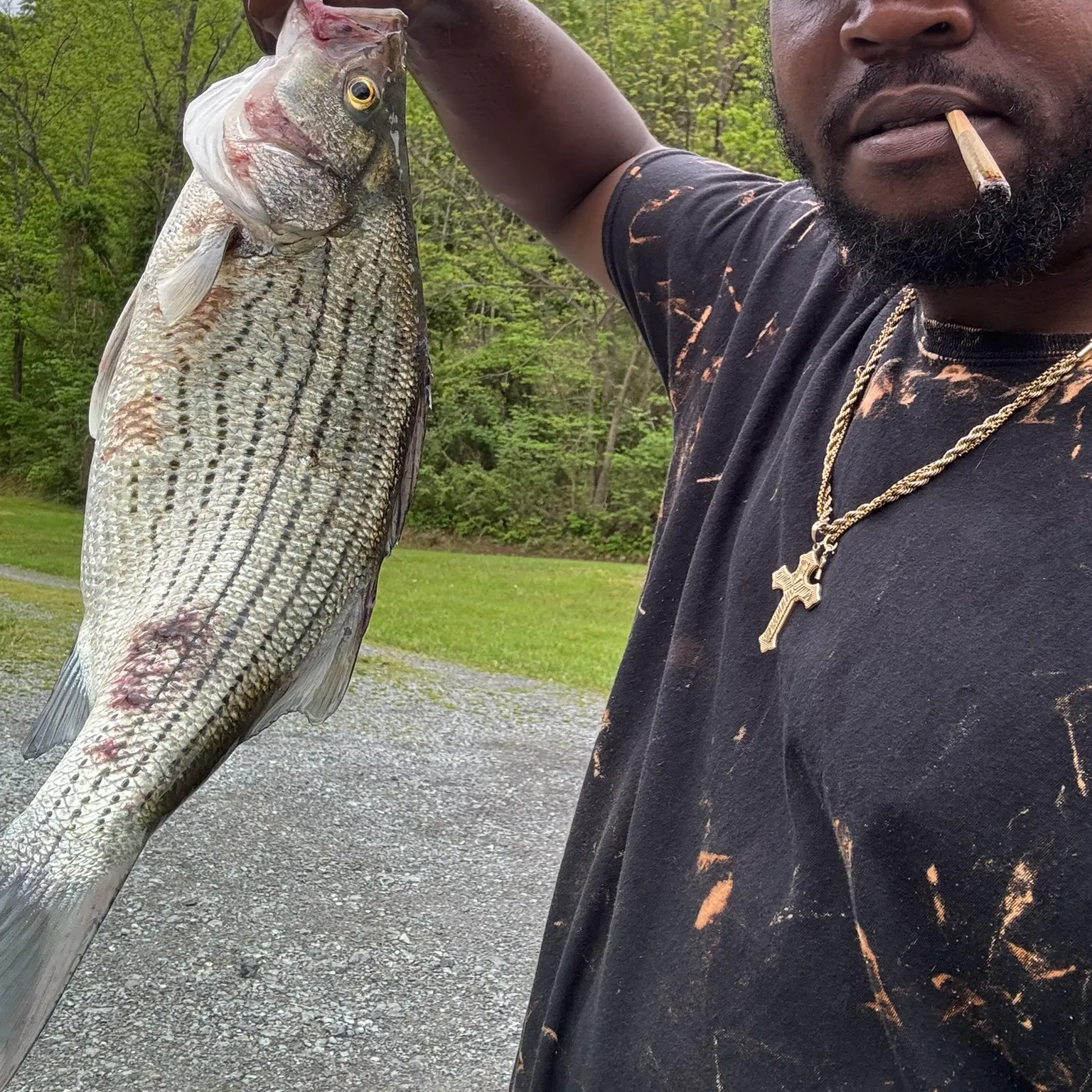 The most recent Hybrid striped bass catches on Fishbrain