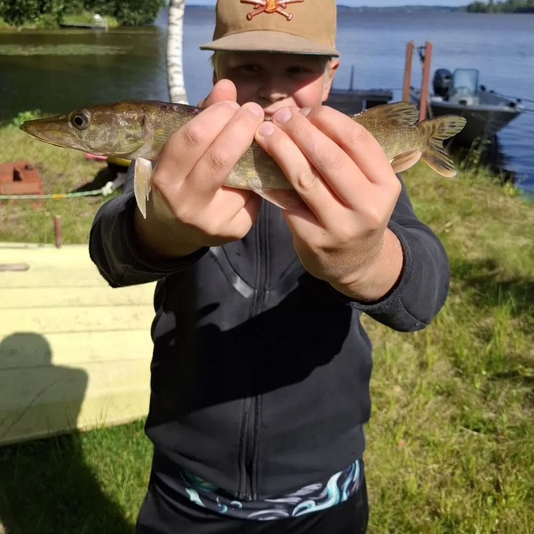 Northern pike caught on Fishbrain