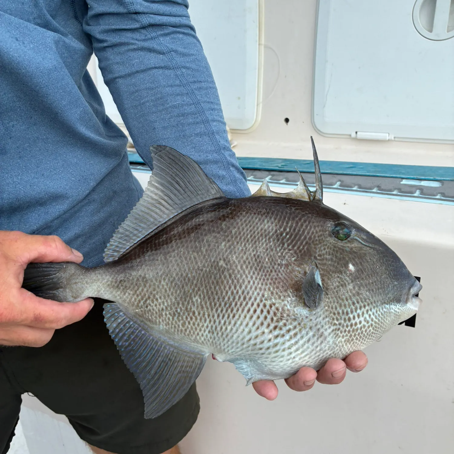 Grey triggerfish caught on Fishbrain