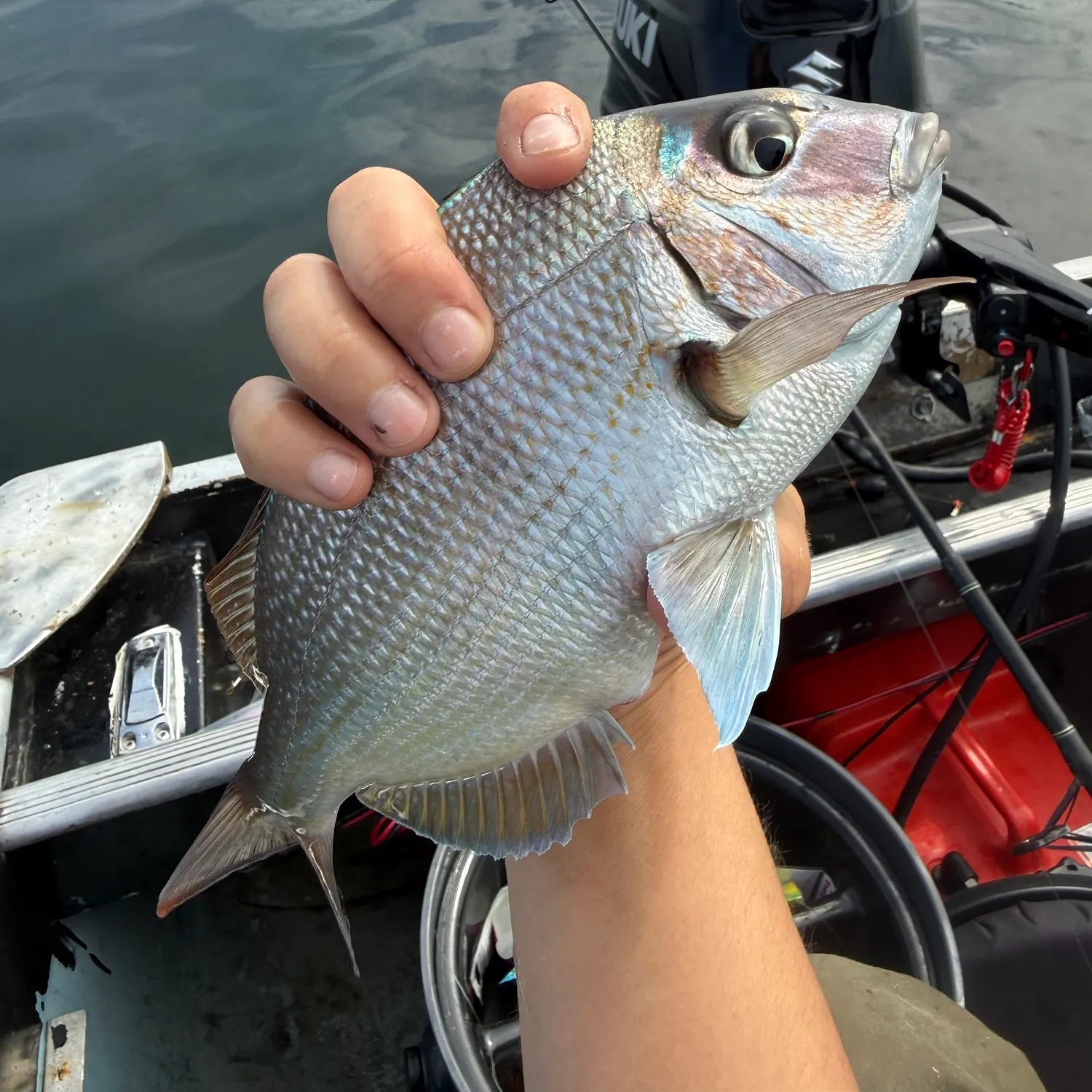 Scup caught on Fishbrain