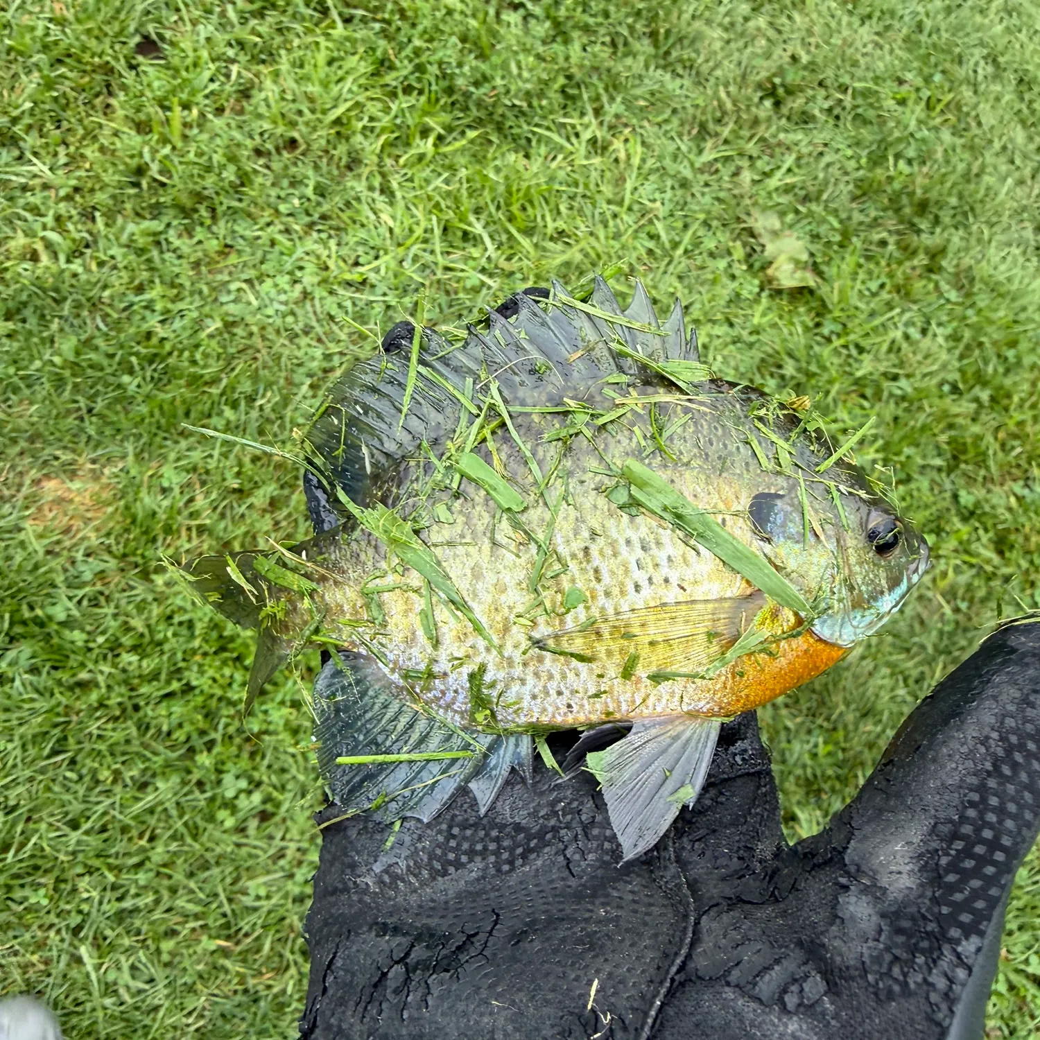 Bluegill caught on Fishbrain