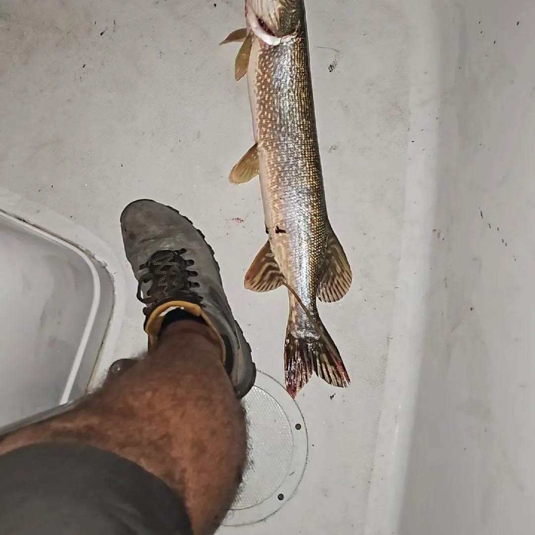 Northern pike caught on Fishbrain