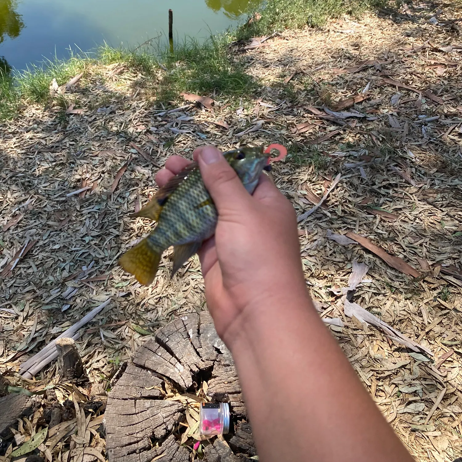 The most recent Redbelly tilapia catches on Fishbrain