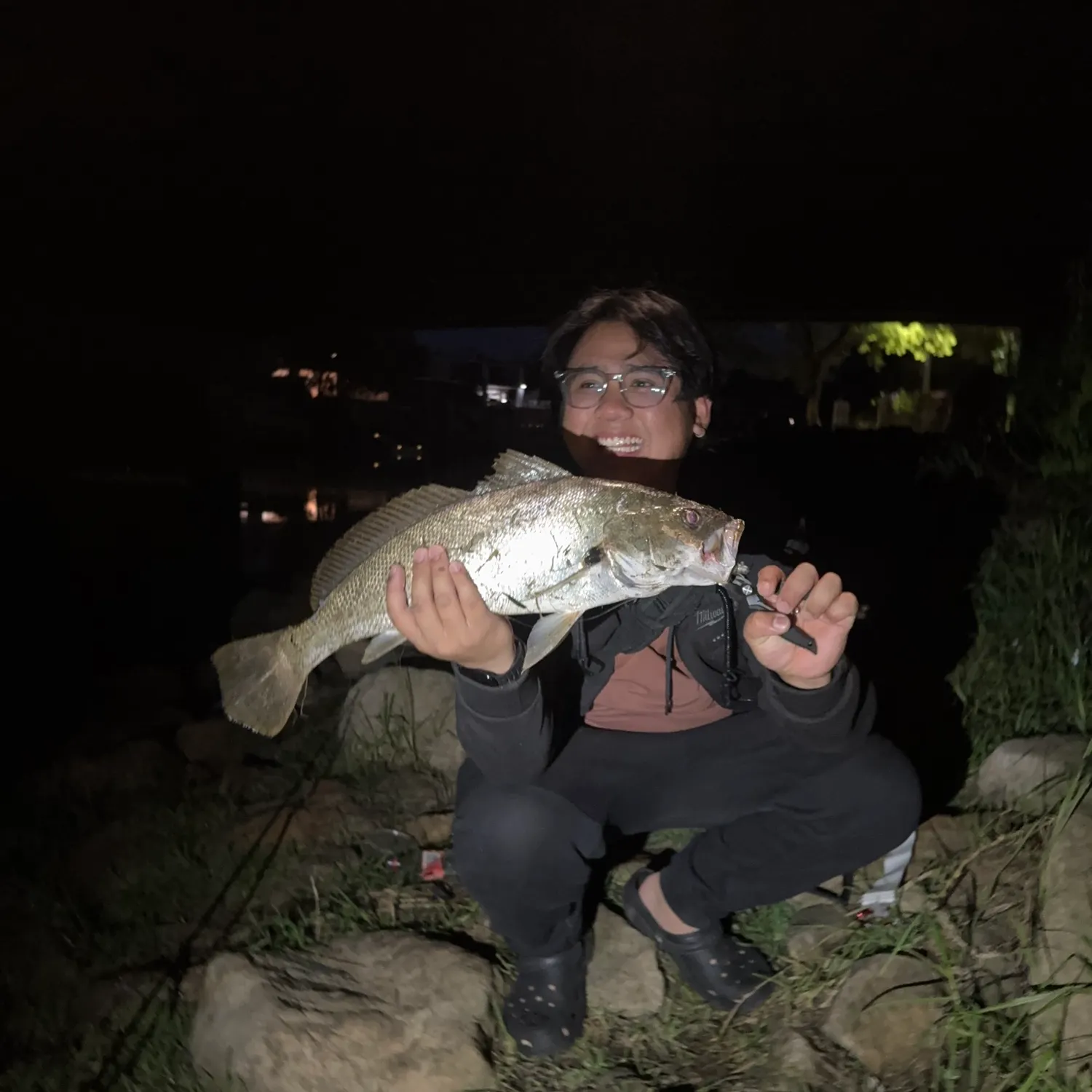 The most recent Japanese meagre catches on Fishbrain