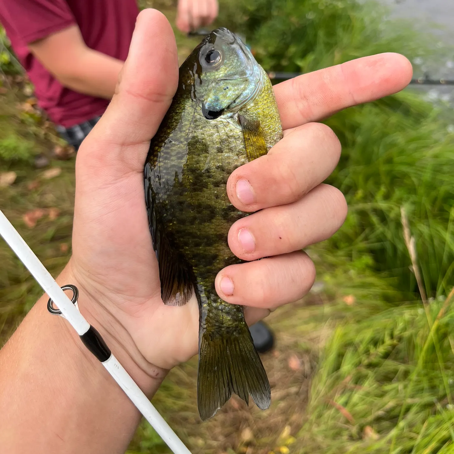 Bluegill caught on Fishbrain