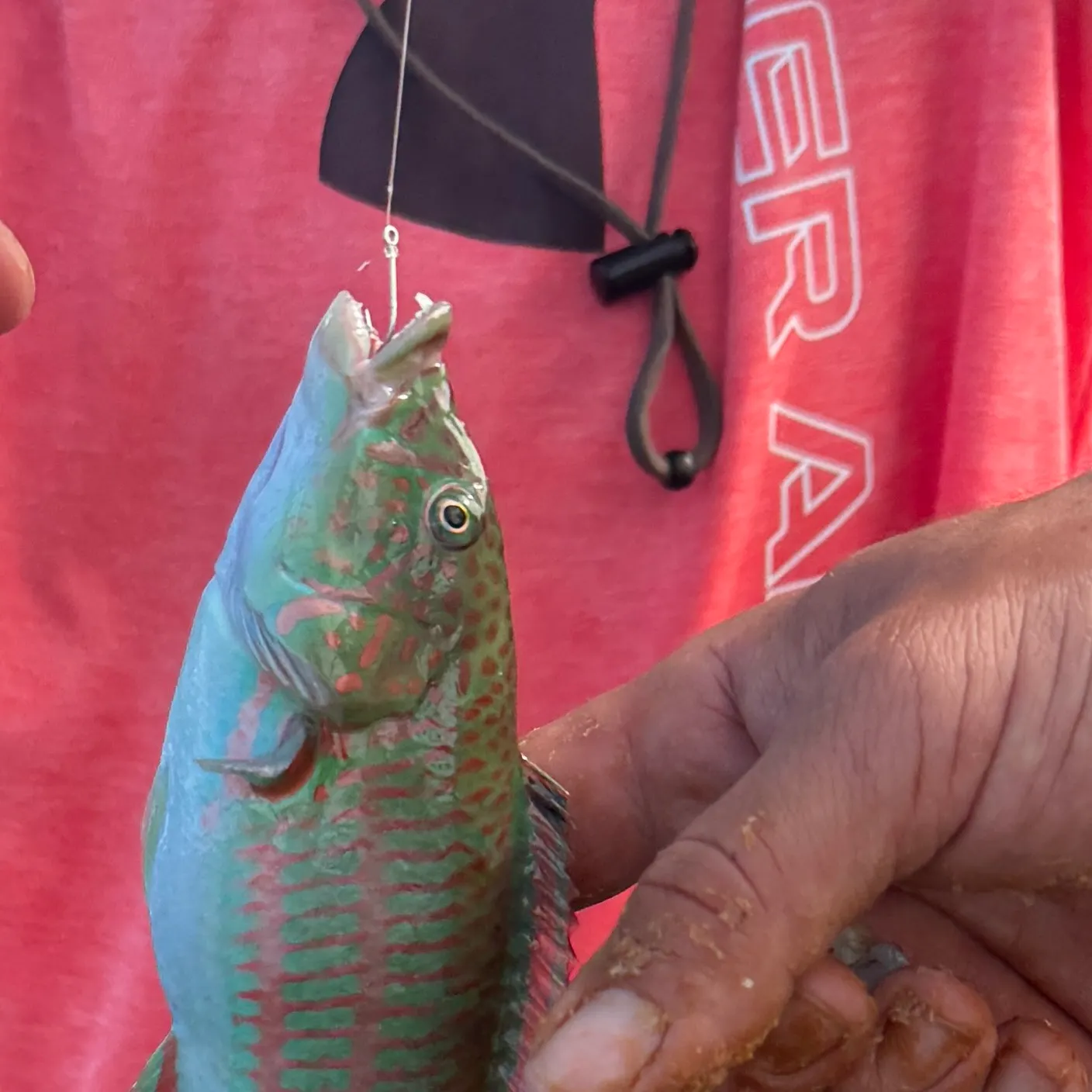 The most recent Christmas wrasse catches on Fishbrain