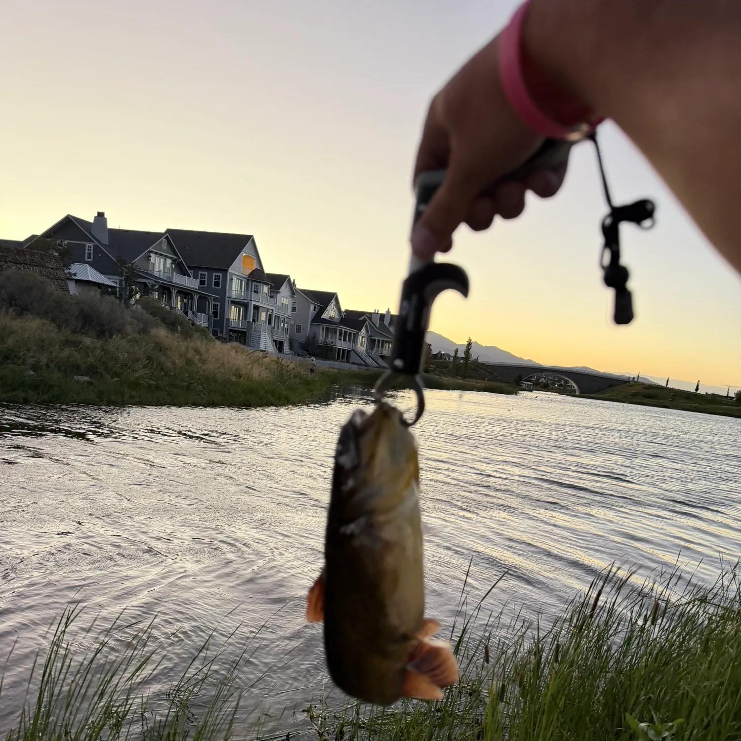 Yellow bullhead caught on Fishbrain