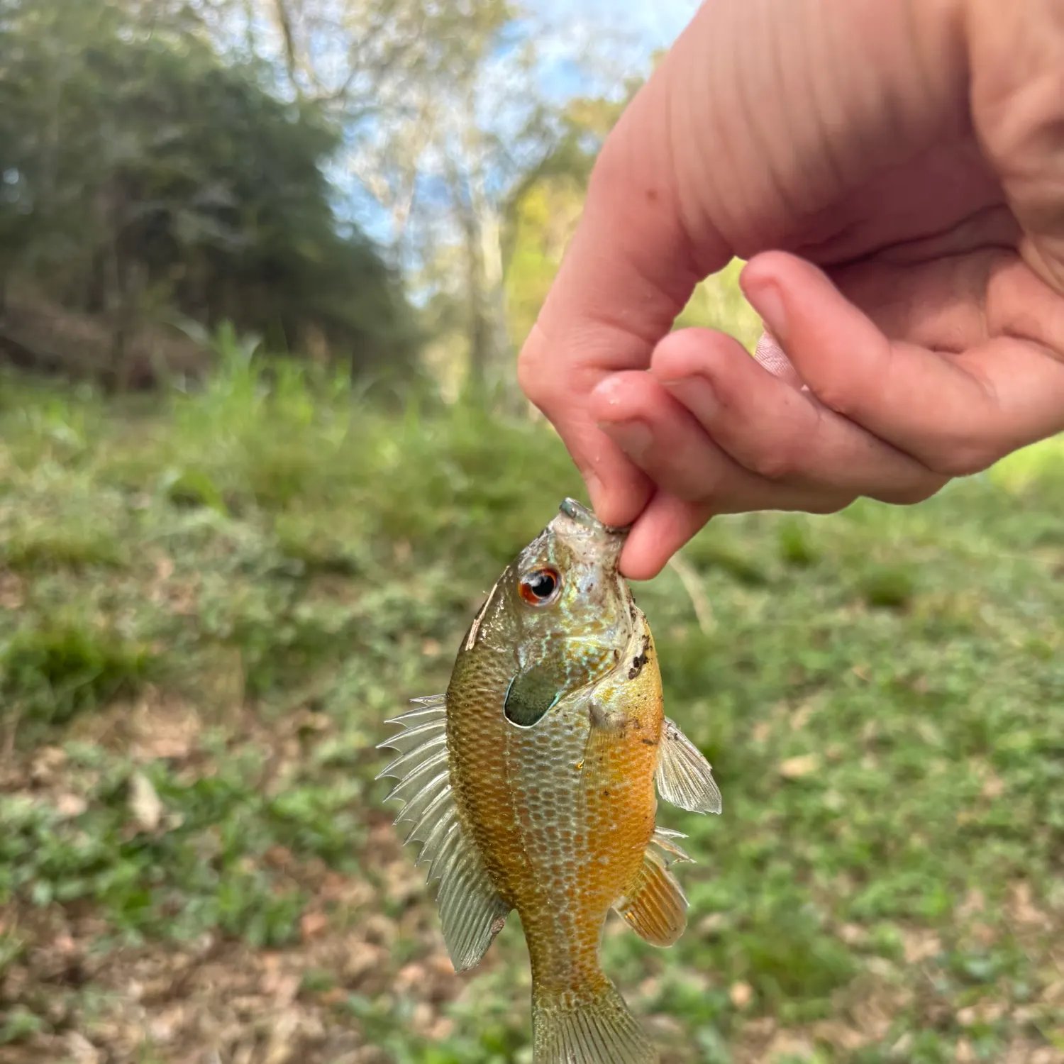 The most recent Greengill hybrid catches on Fishbrain