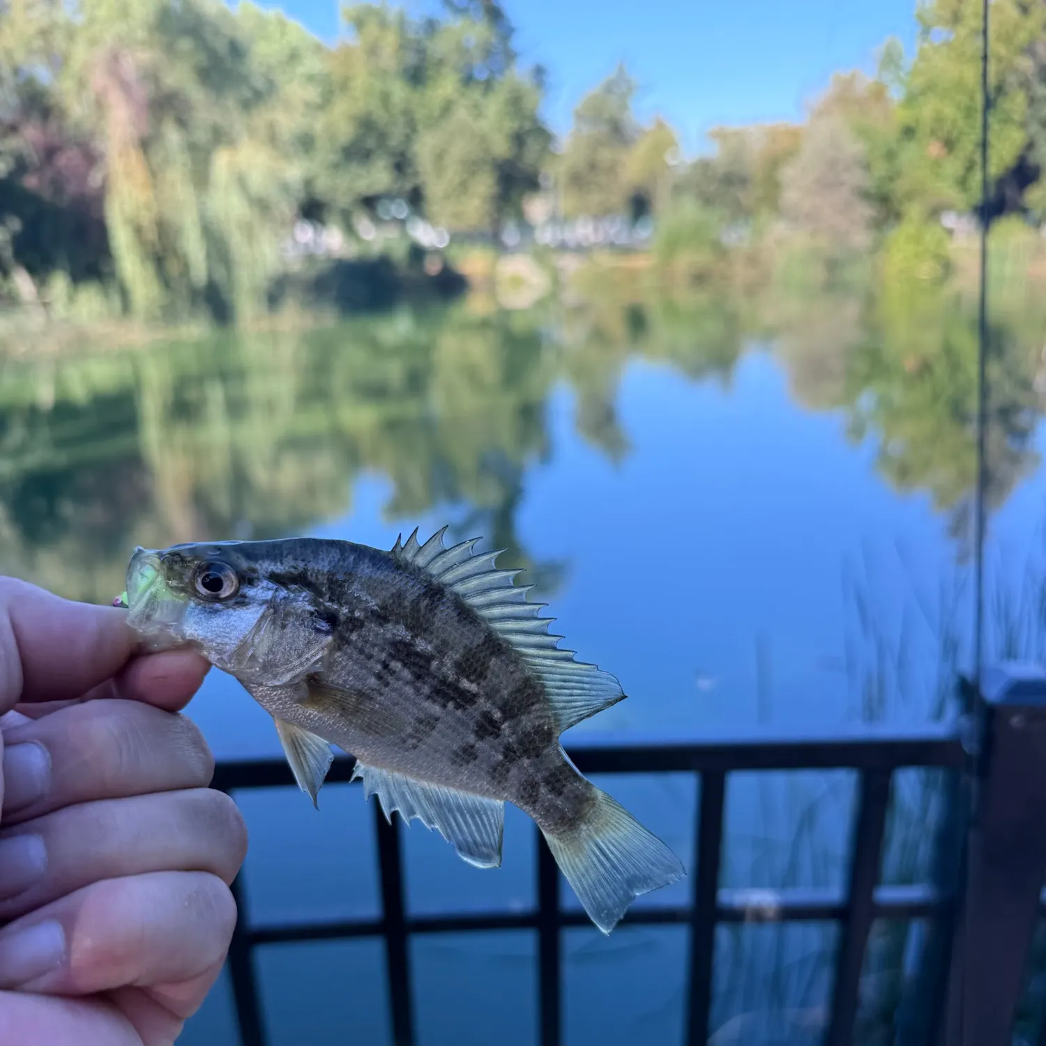 The most recent Sacramento perch catches on Fishbrain