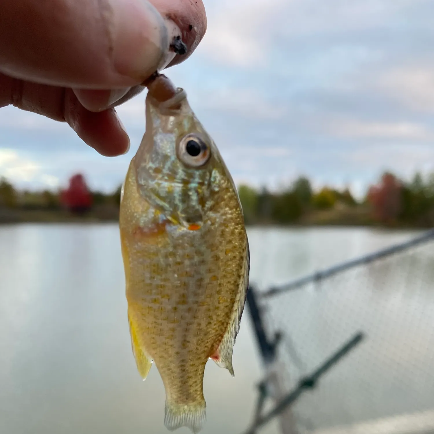 Pumpkinseed caught on Fishbrain
