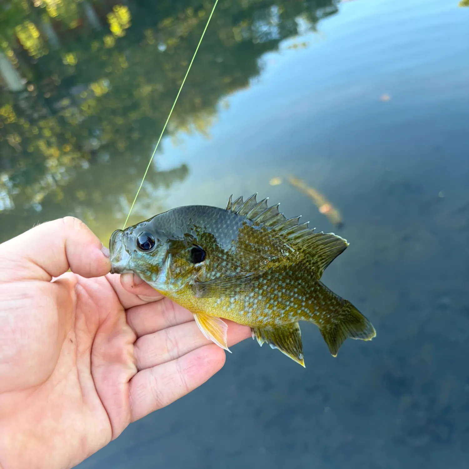 Greengill hybrid caught on Fishbrain