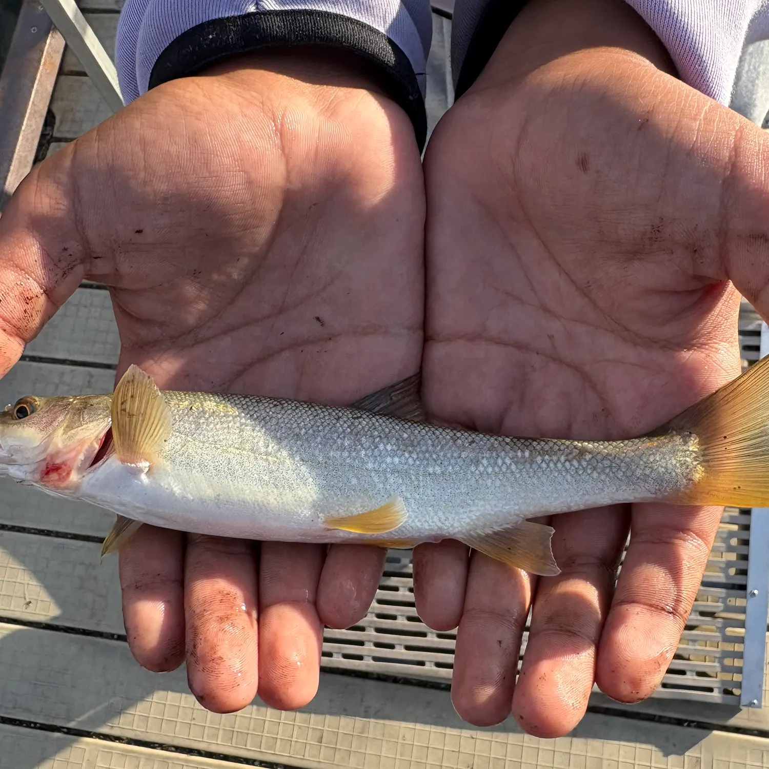 Northern pikeminnow caught on Fishbrain