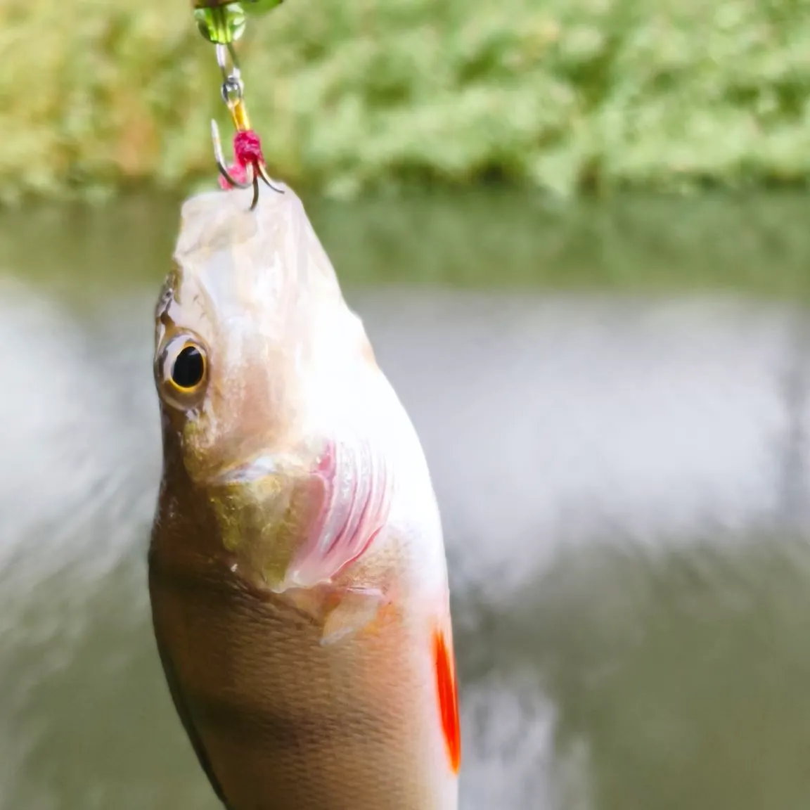 European perch caught on Fishbrain