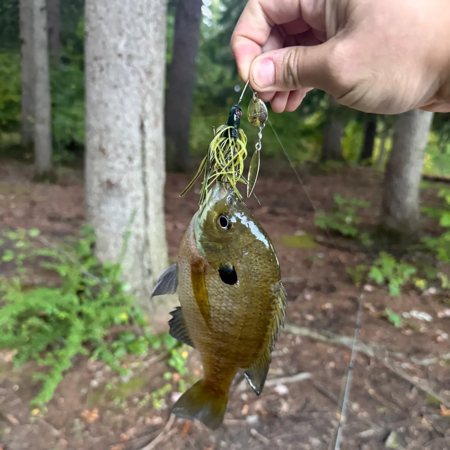 Bluegill caught on Fishbrain