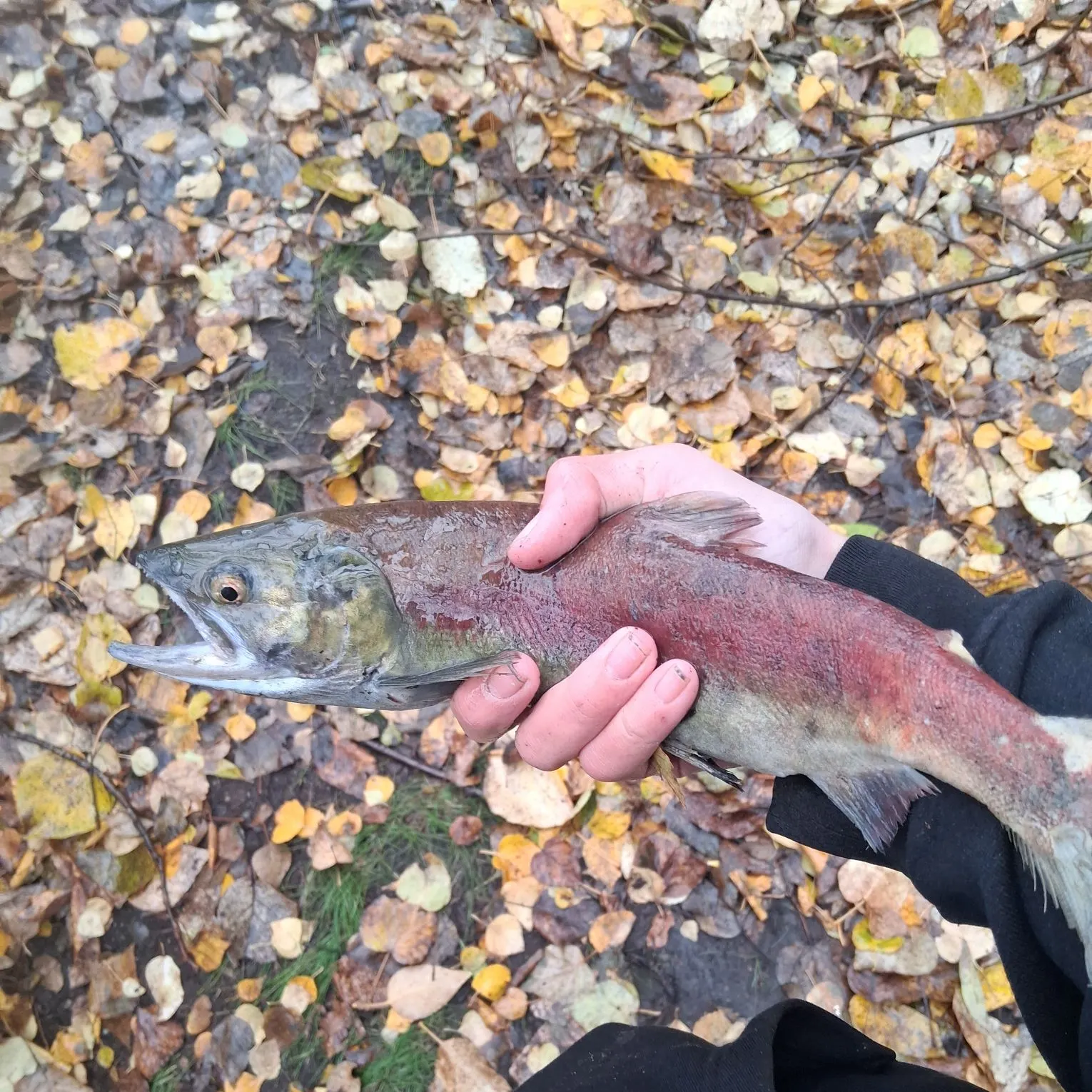 Sockeye salmon caught on Fishbrain