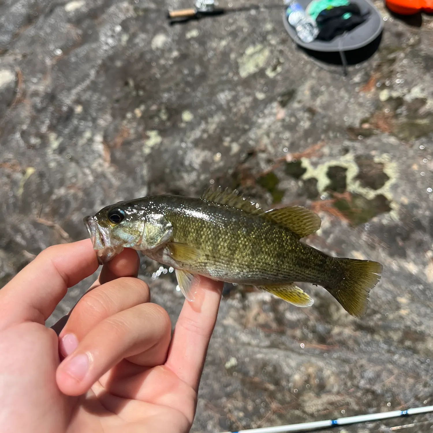 The most recent Bartram's bass catches on Fishbrain