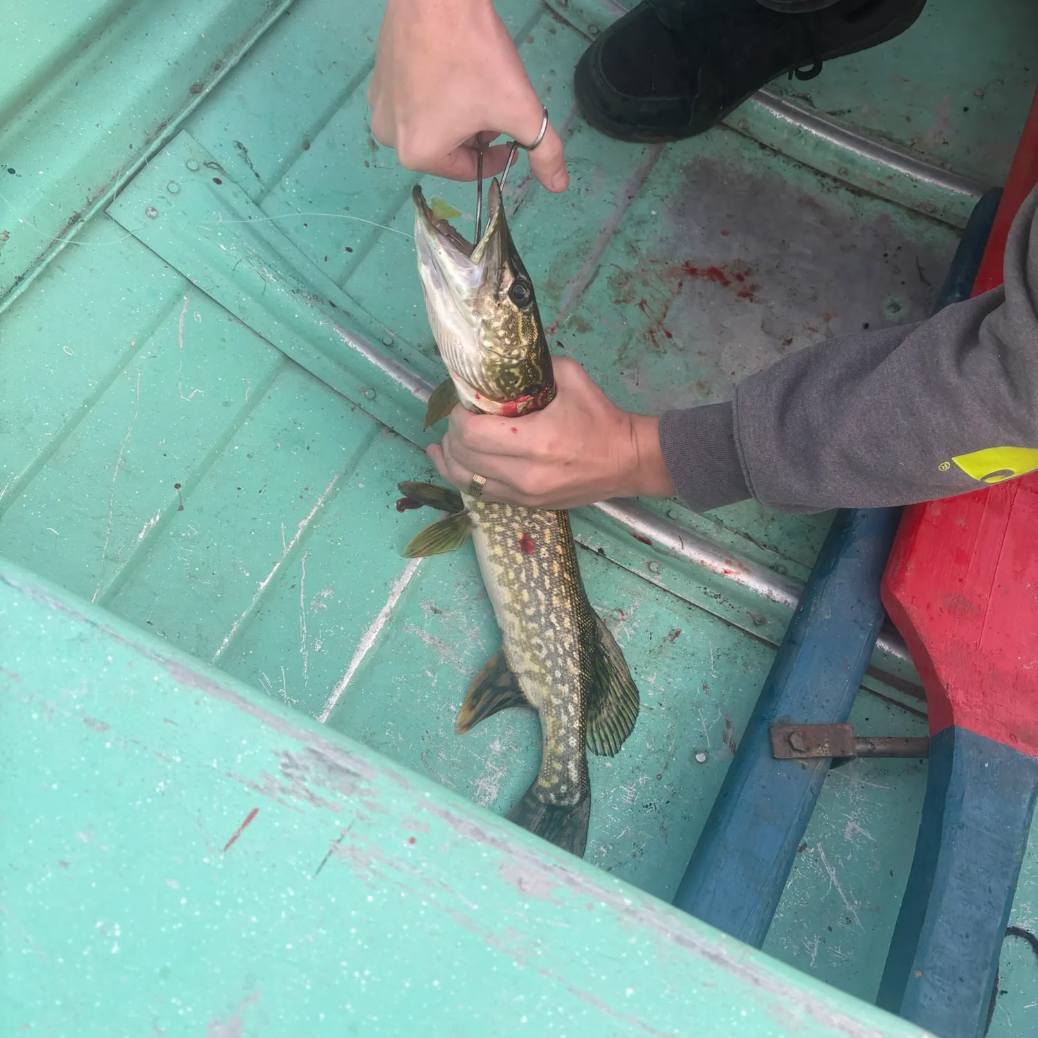Northern pike caught on Fishbrain