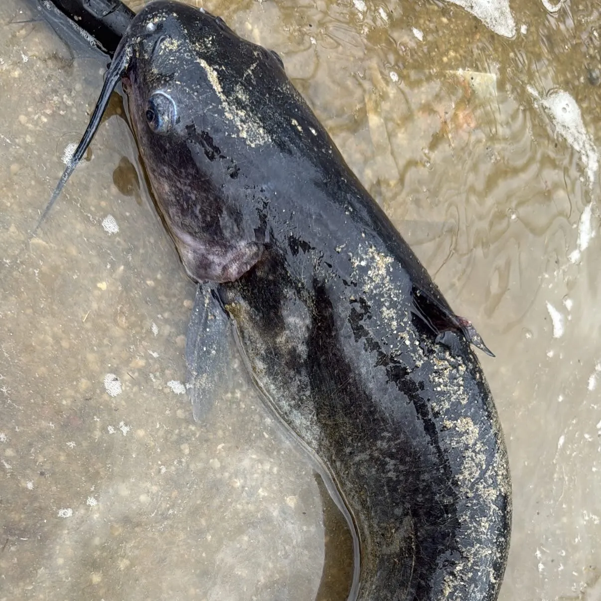 Channel catfish caught on Fishbrain
