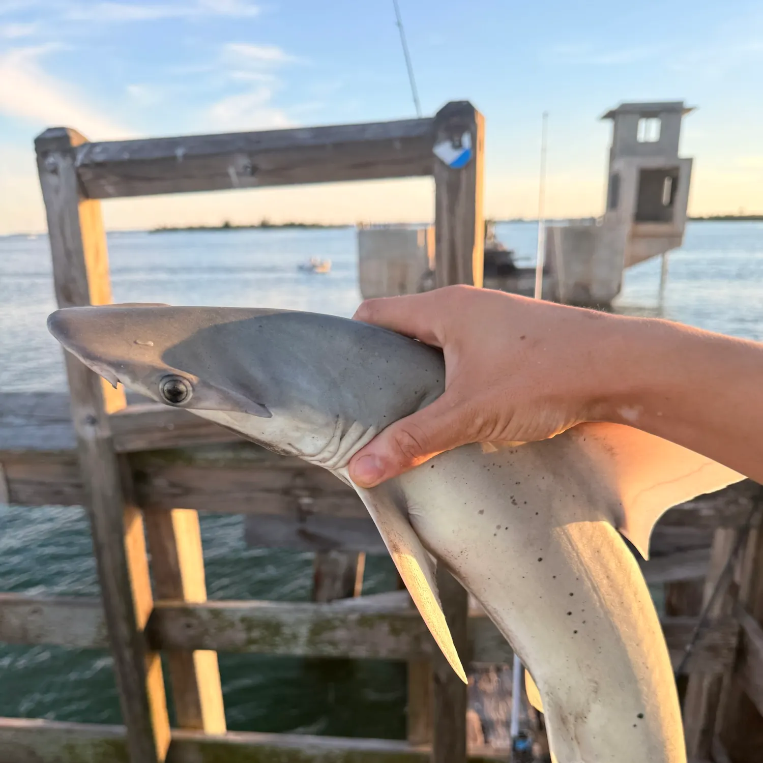 Bonnethead shark caught on Fishbrain