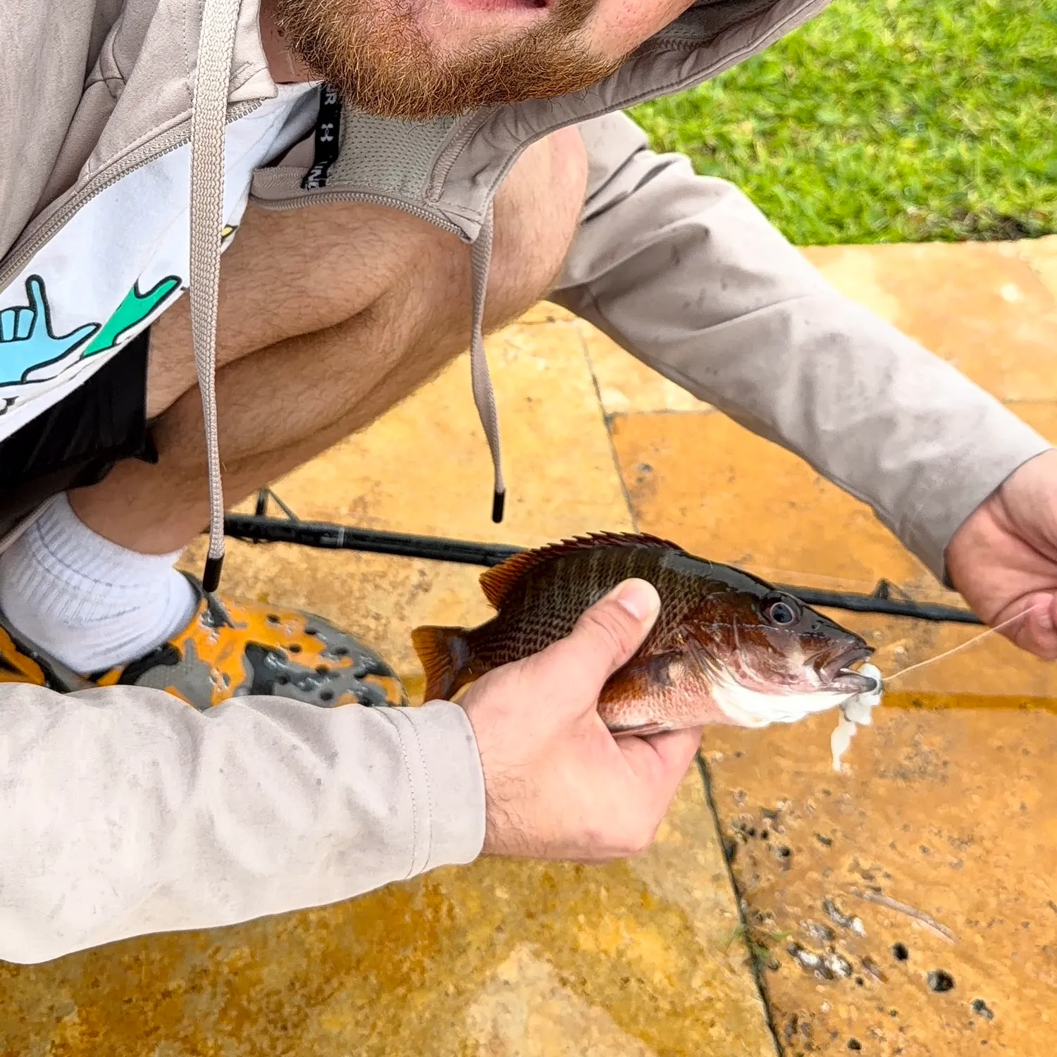 The most recent Mangrove snapper catches on Fishbrain