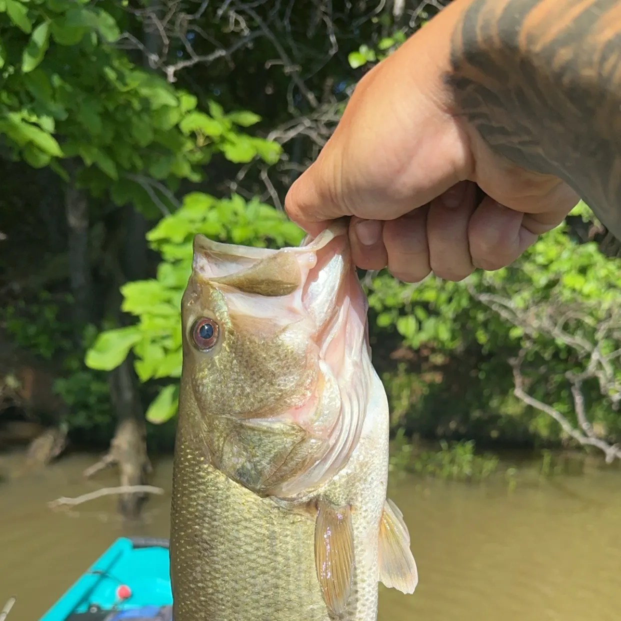 Spotted bass caught on Fishbrain