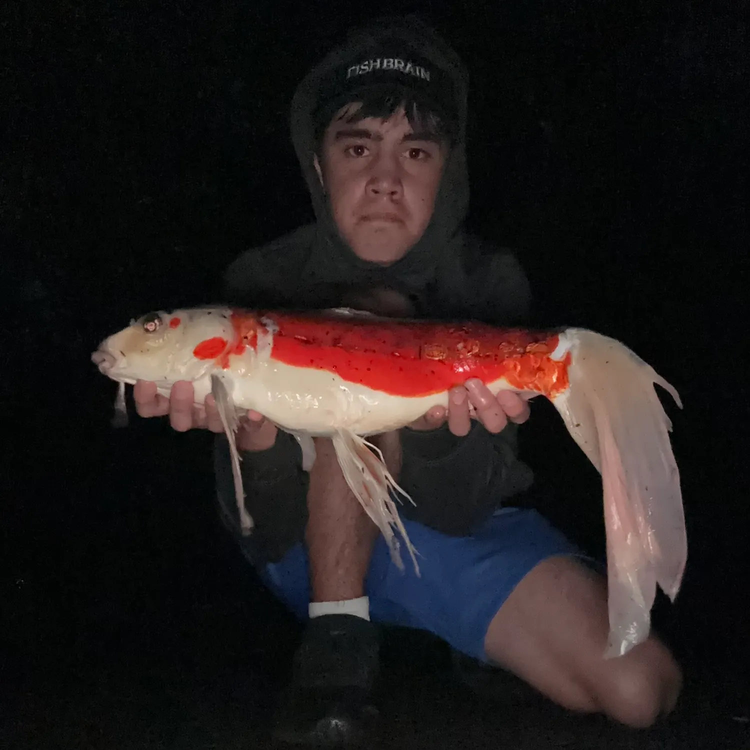 The most recent Koi carp catches on Fishbrain