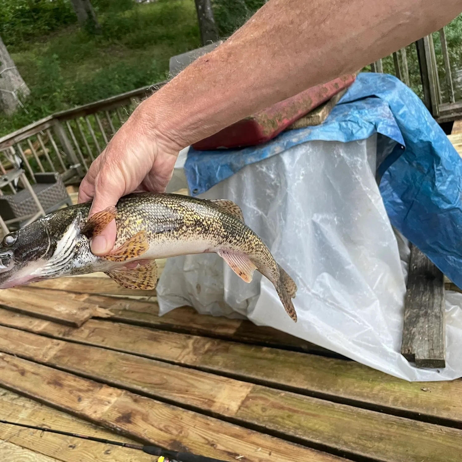 The most recent Sauger catches on Fishbrain