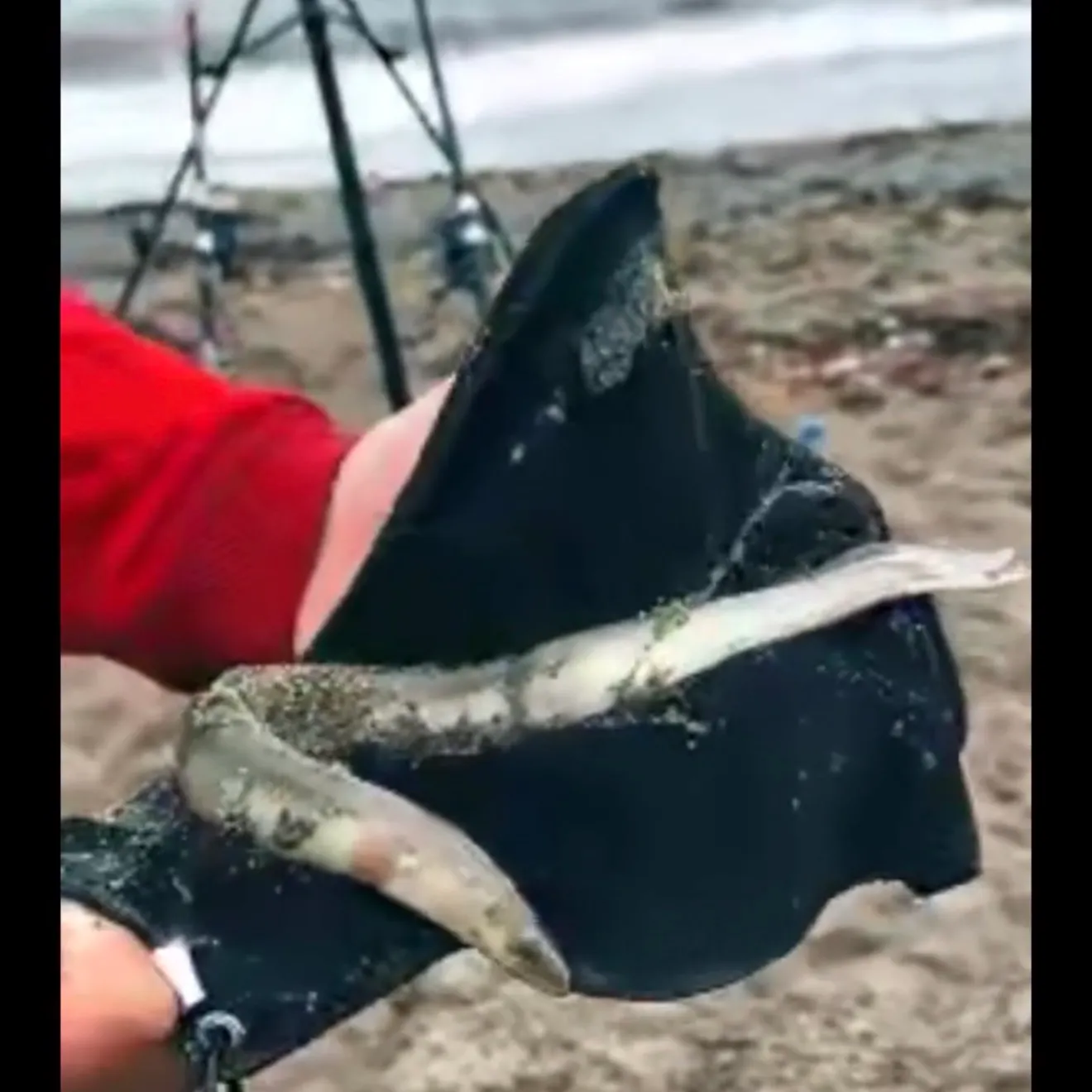 European eel caught on Fishbrain