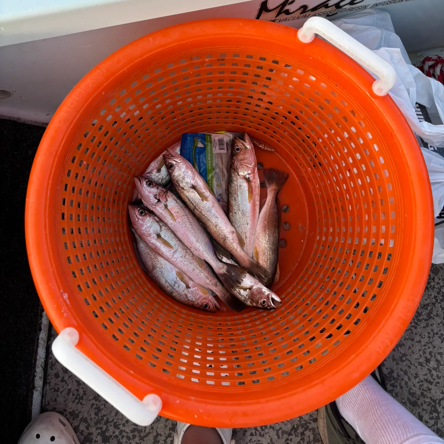 recently logged catches