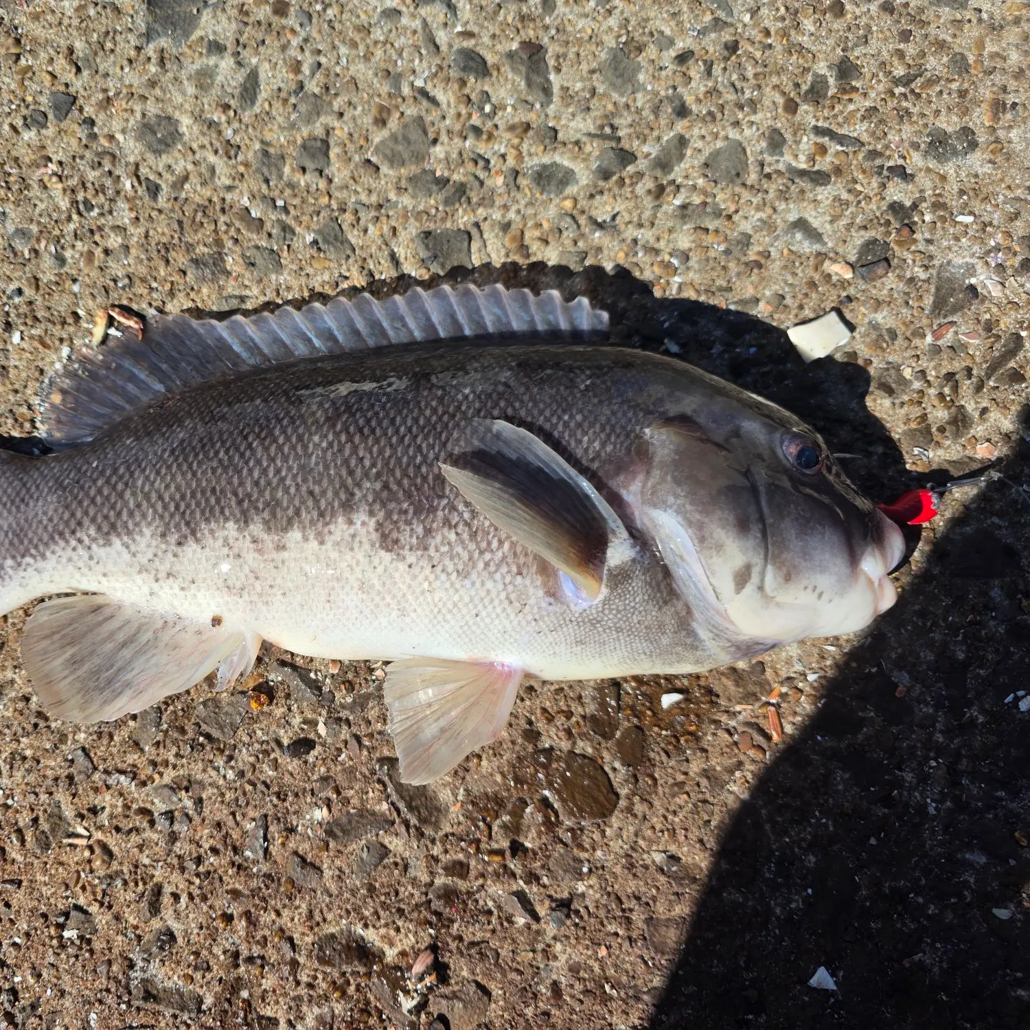 Tautog caught on Fishbrain