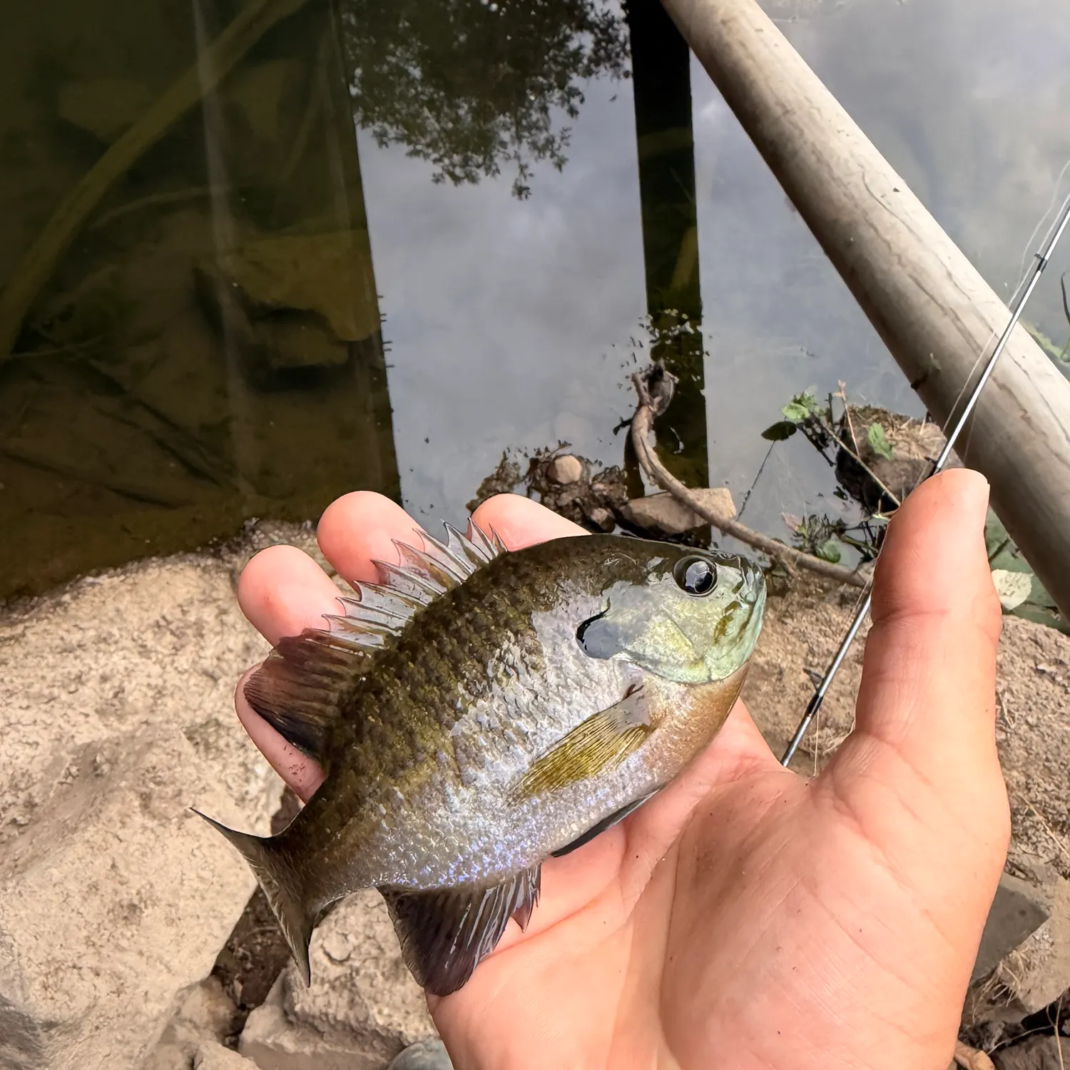 Bluegill caught on Fishbrain