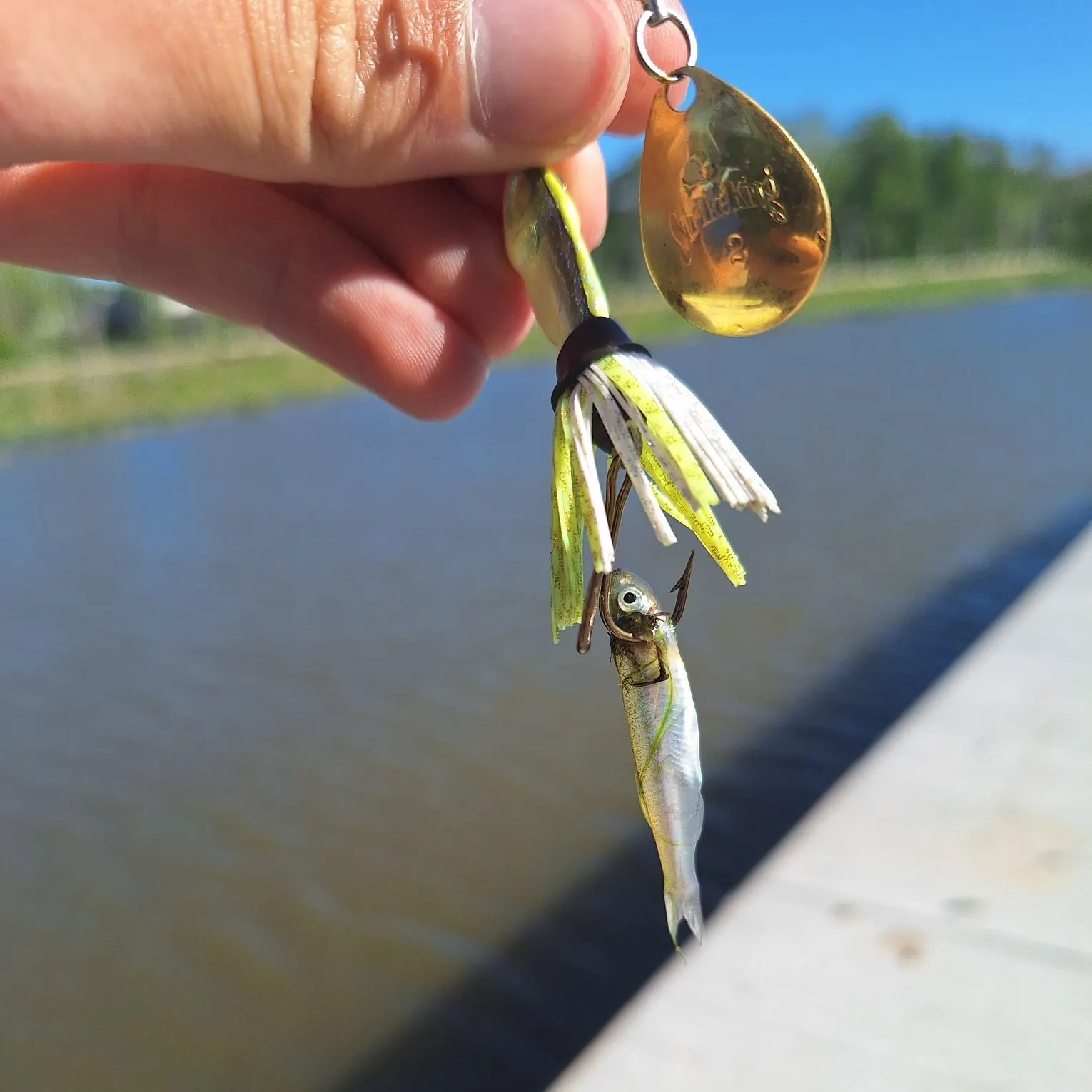 The most recent Silverjaw minnow catches on Fishbrain