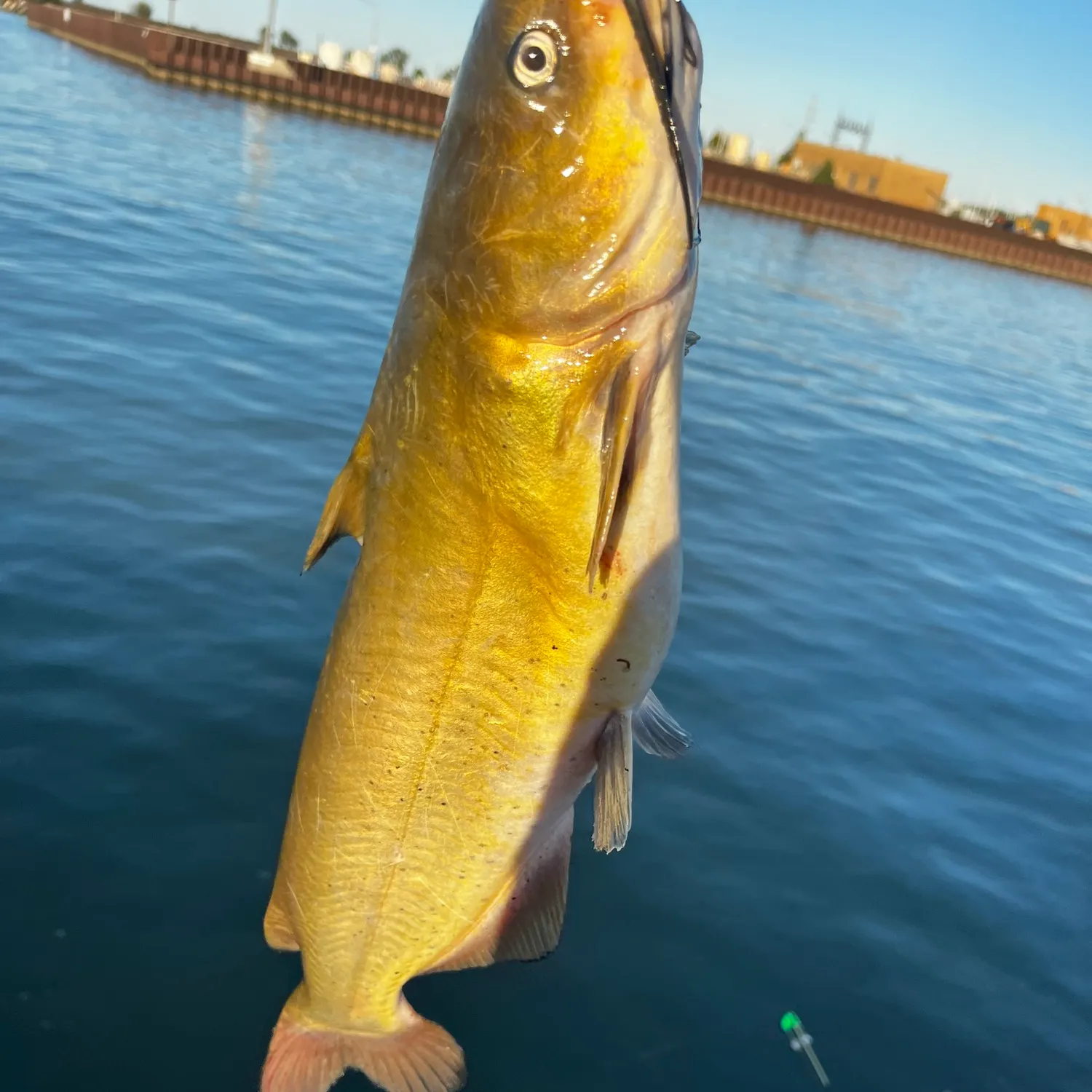 Channel catfish caught on Fishbrain