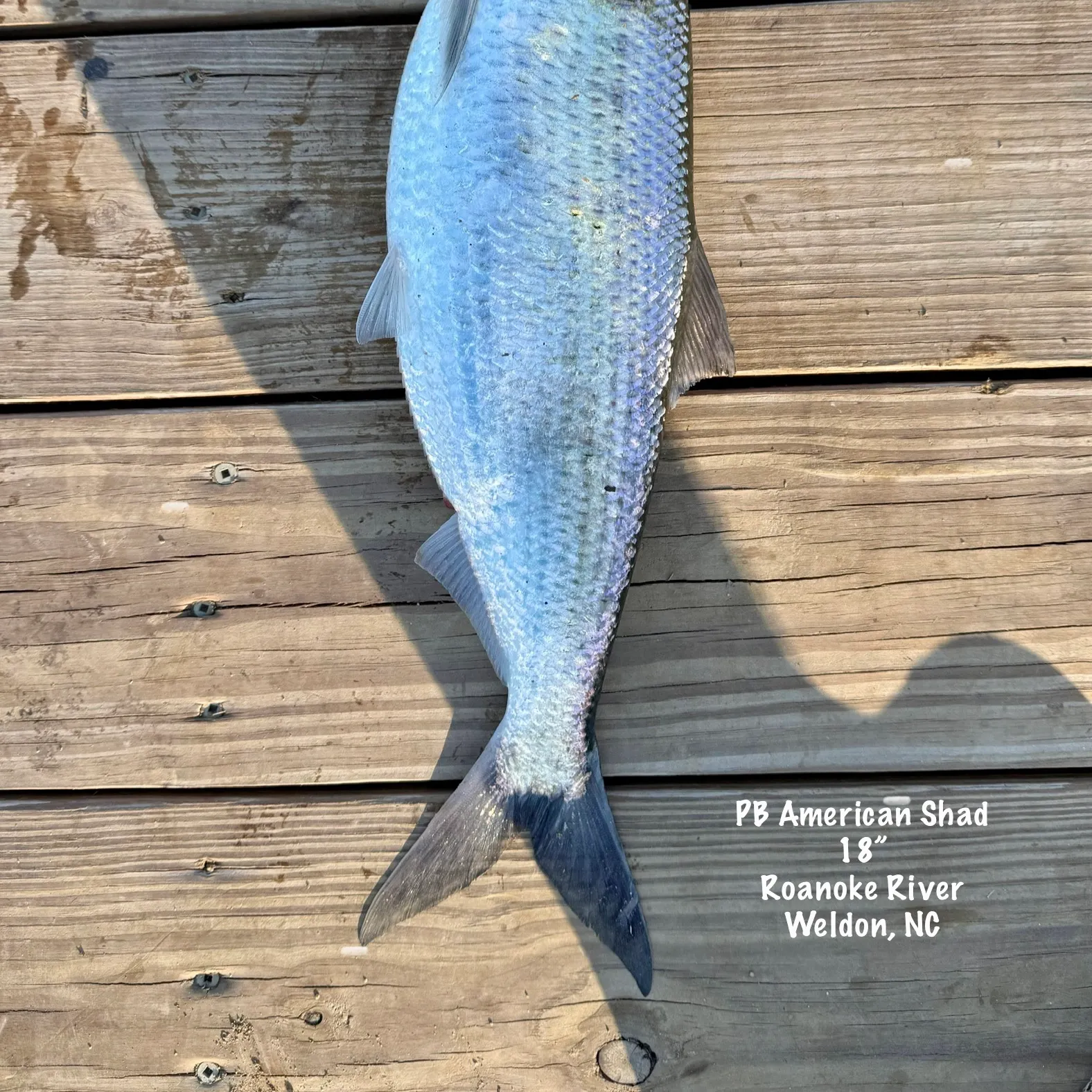 The most recent American shad catches on Fishbrain