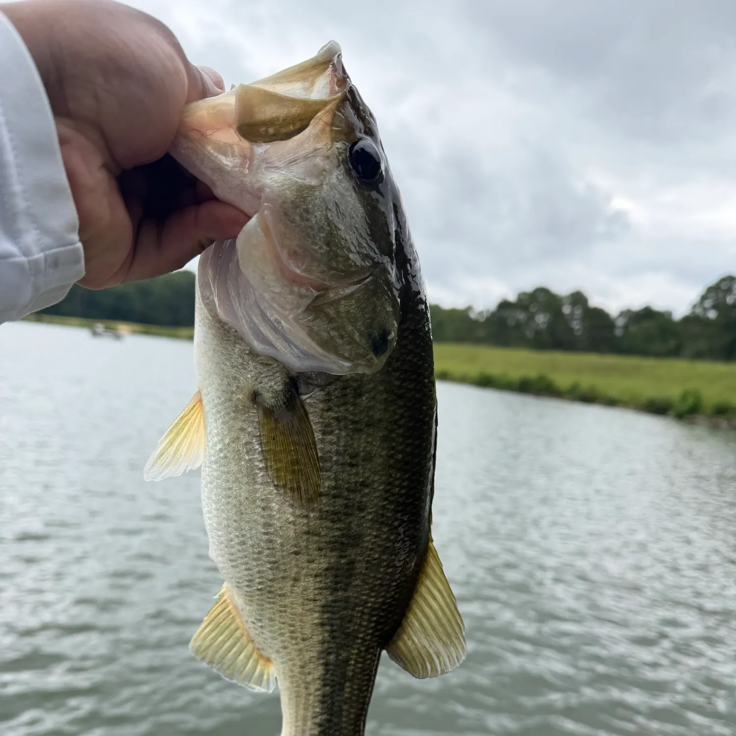 Spotted bass caught on Fishbrain