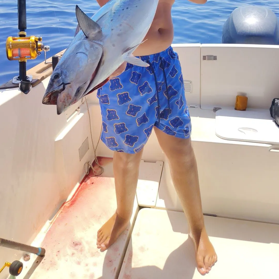The most recent Little tunny catches on Fishbrain