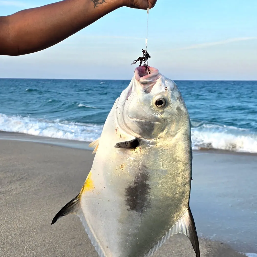 The most recent Permit catches on Fishbrain