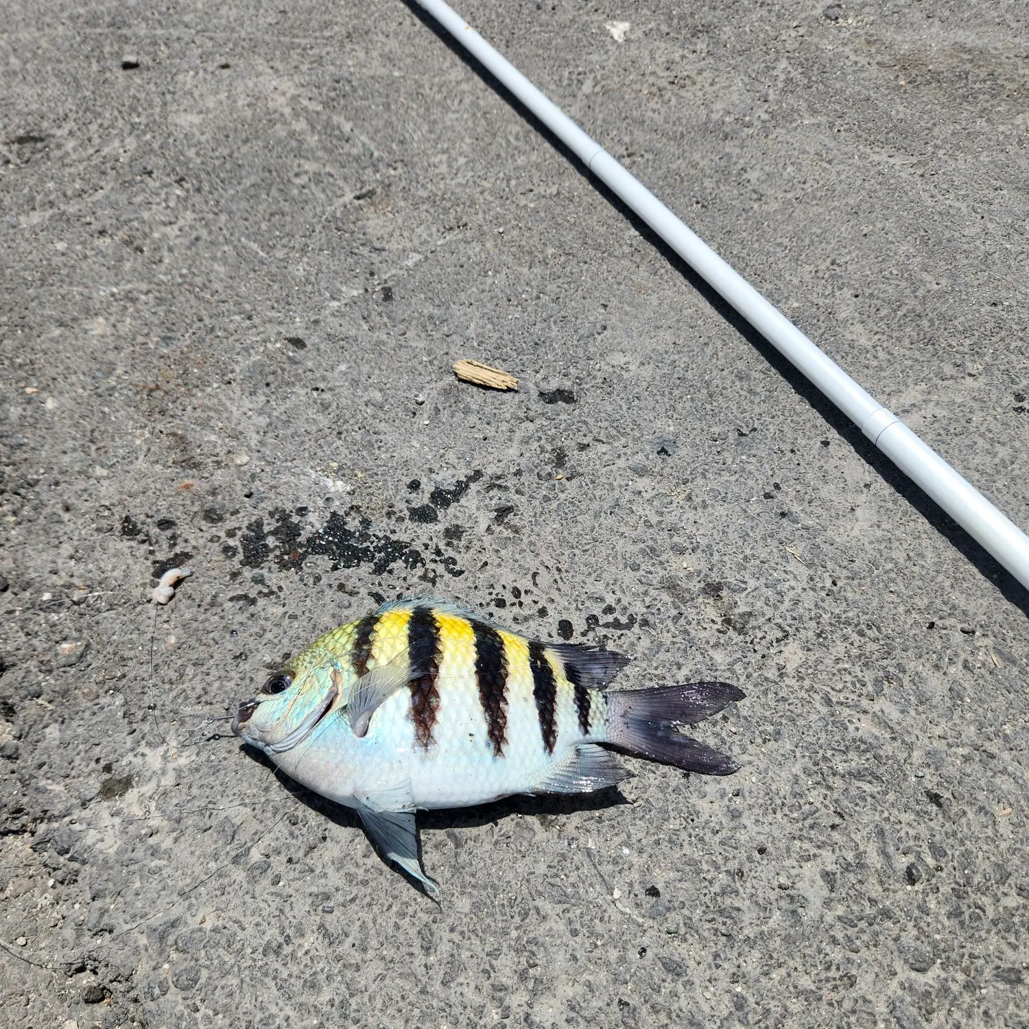 The most recent Sergeant-major catches on Fishbrain