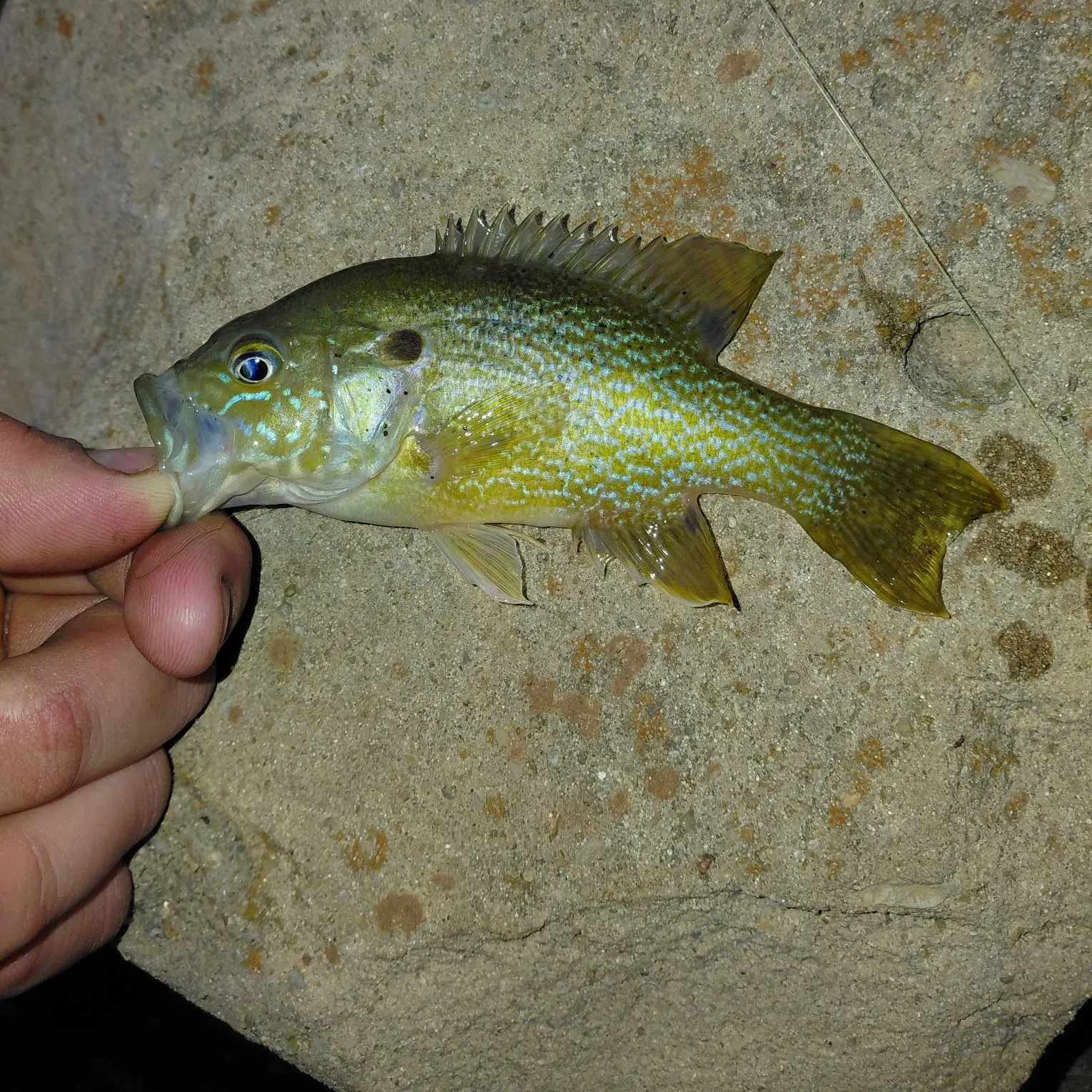 The most recent Green sunfish catches on Fishbrain