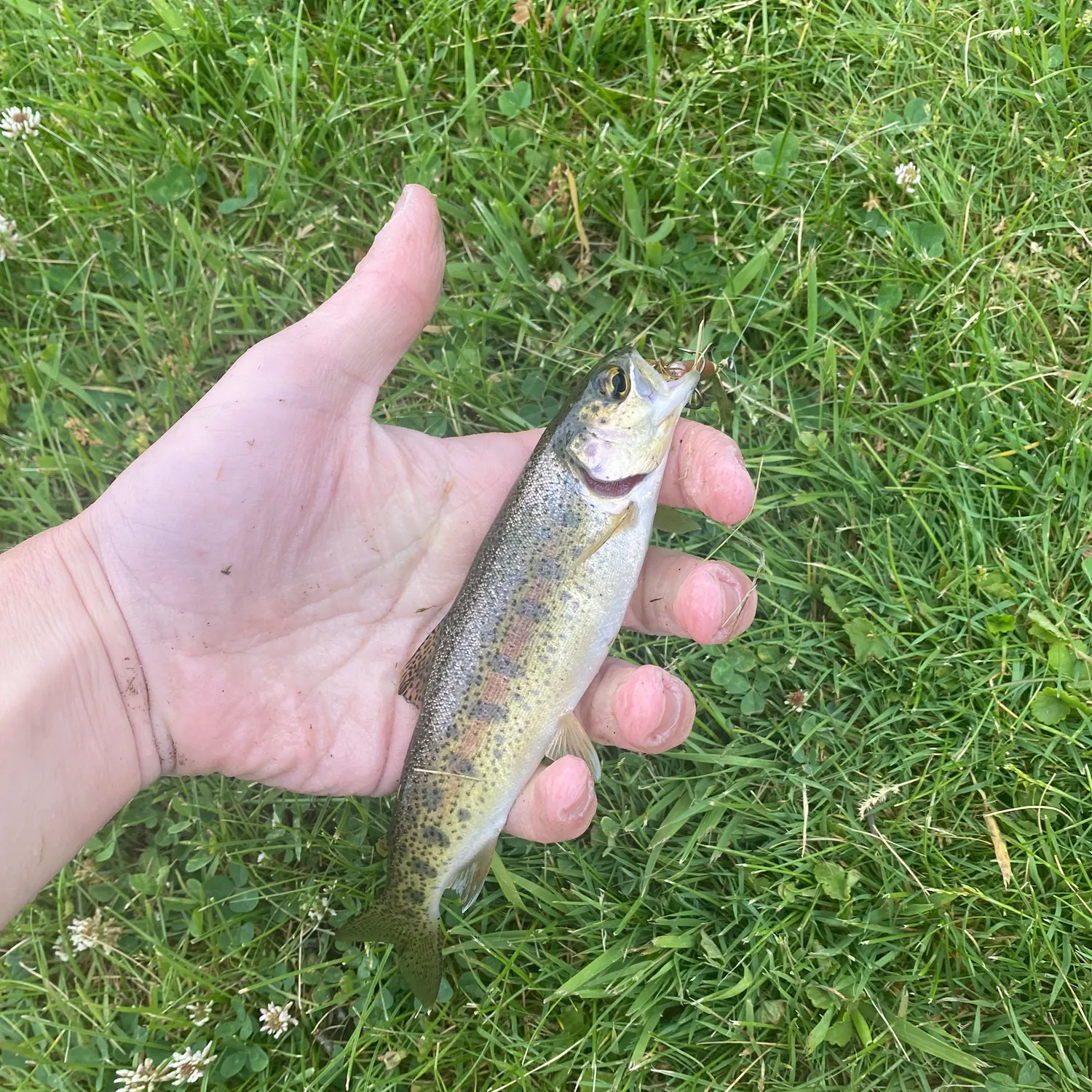 The most recent Great basin redband trout catches on Fishbrain