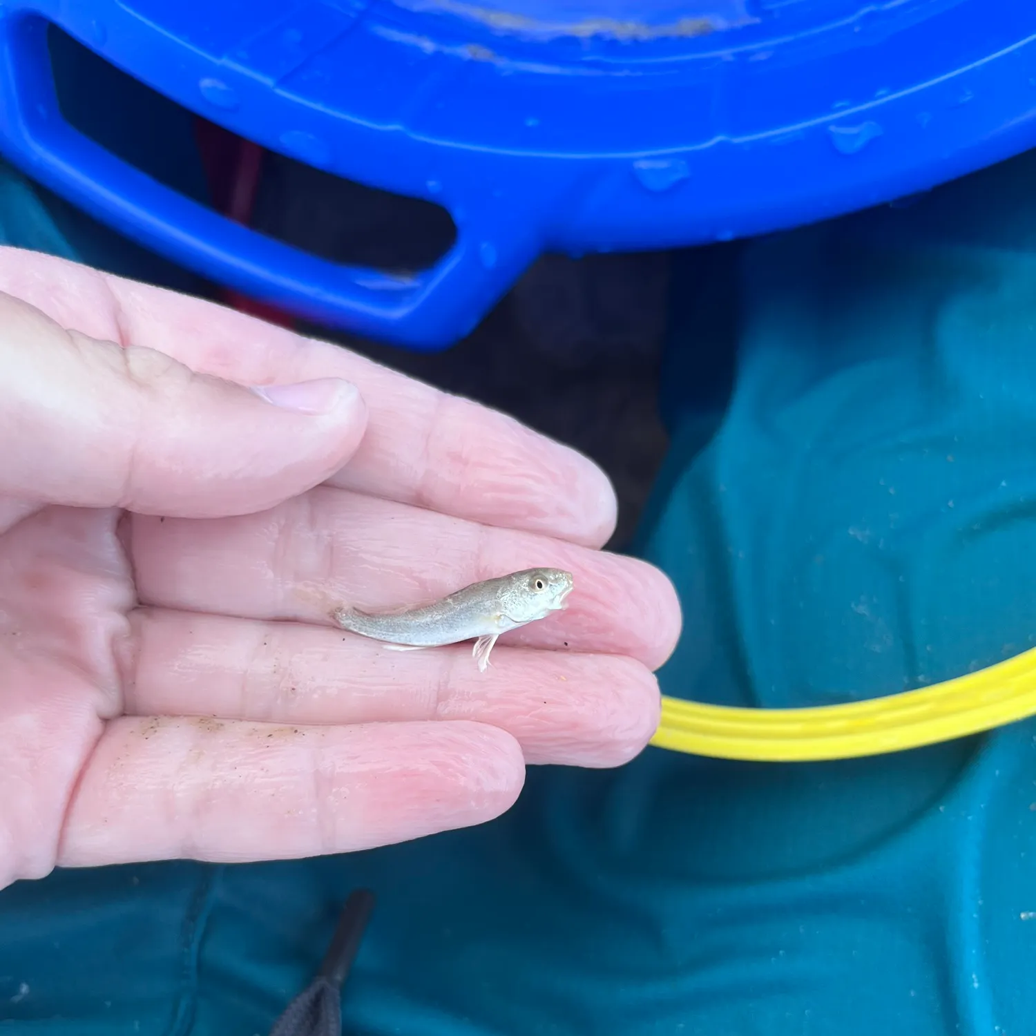 Gray weakfish caught on Fishbrain