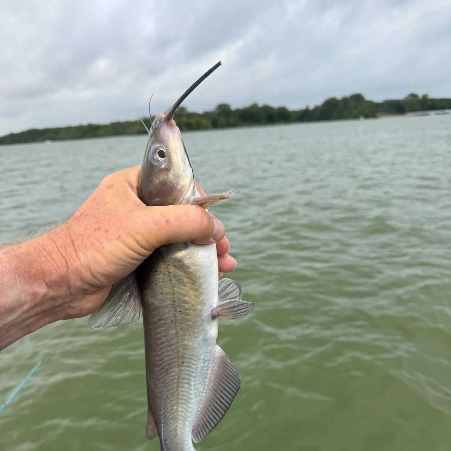 Fishing in Grand Prairie, TX (United States)  Find Spots, Species &  Tips