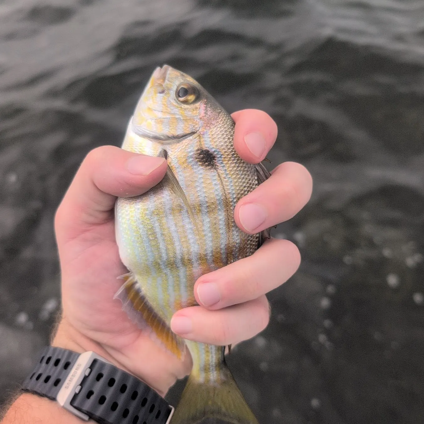 Pinfish caught on Fishbrain