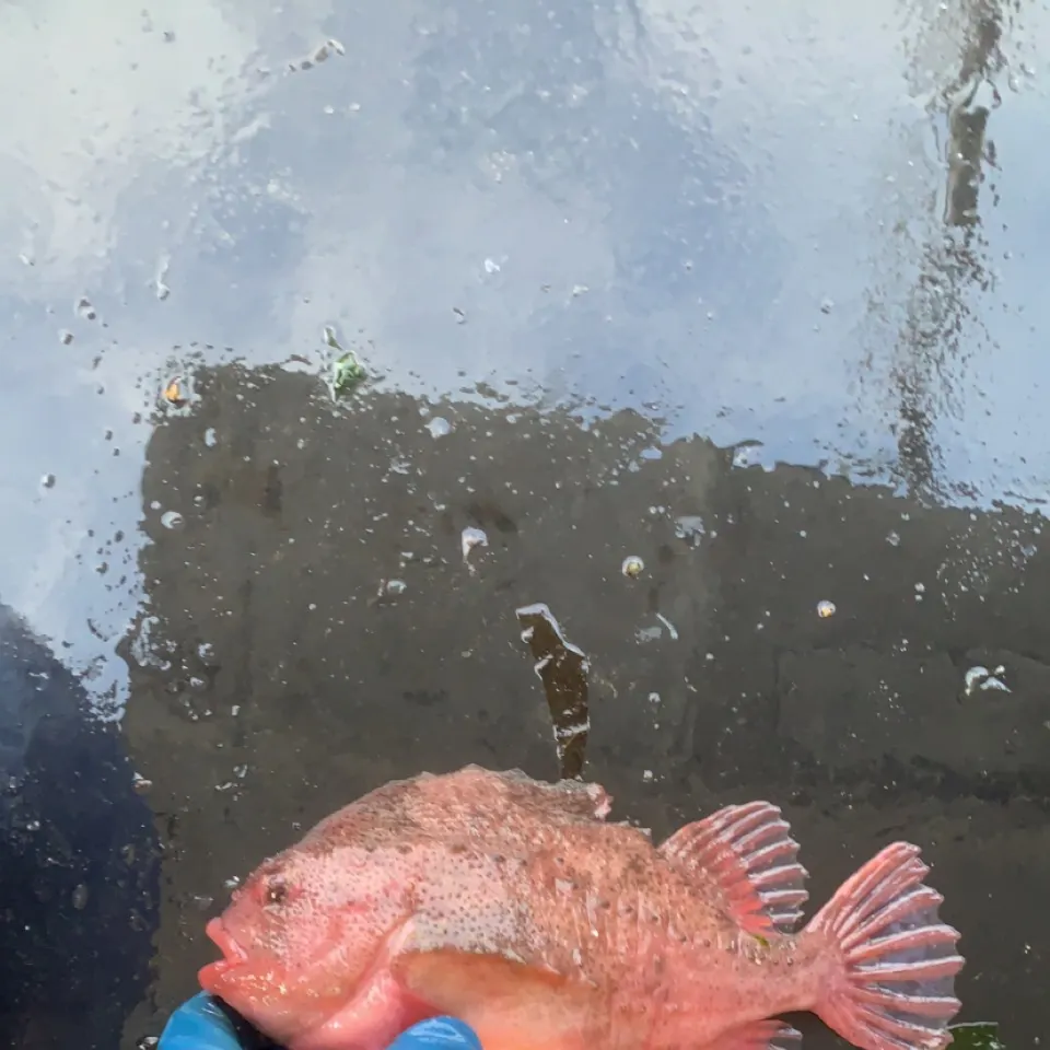 The most recent Lumpsucker catches on Fishbrain