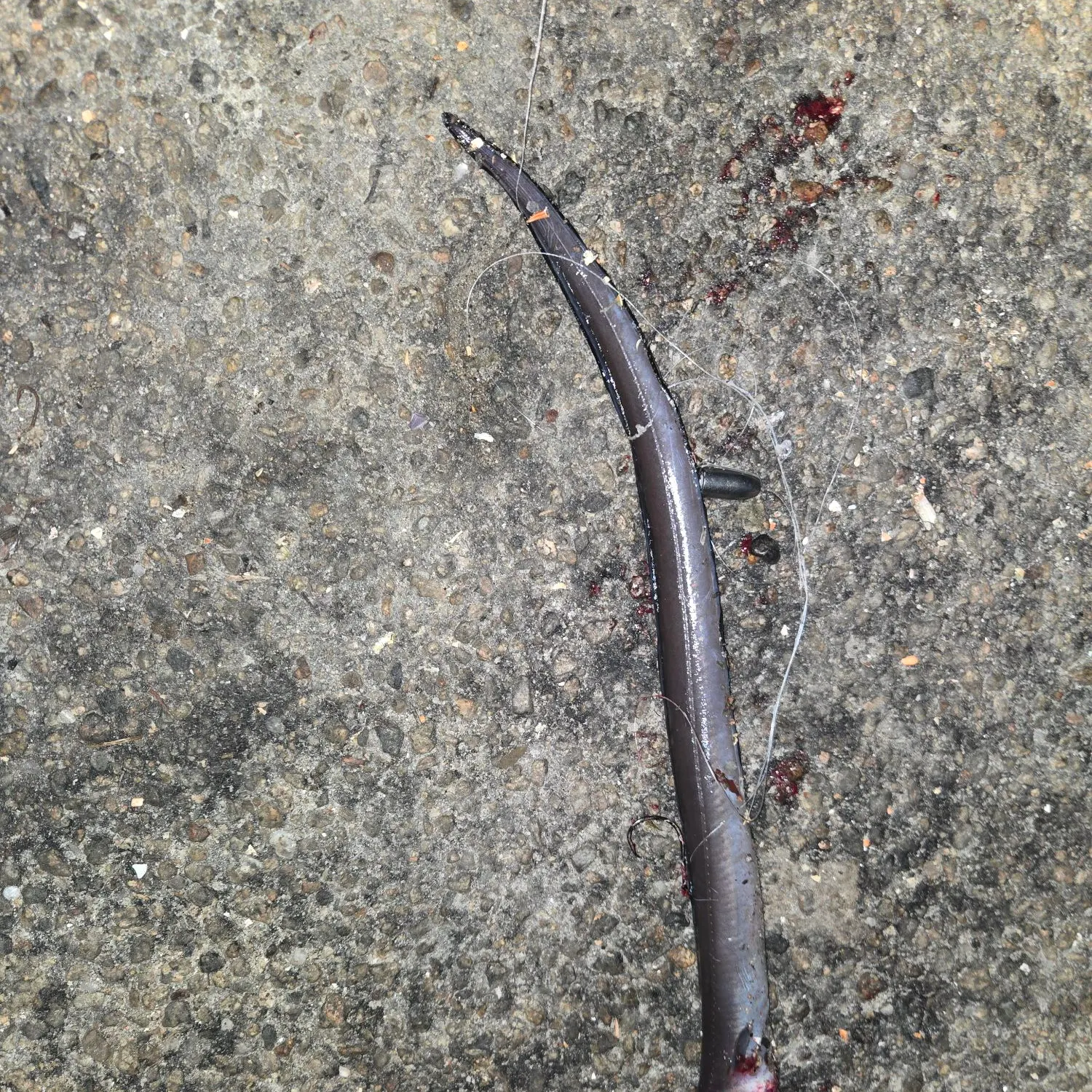 The most recent Longfin African conger catches on Fishbrain