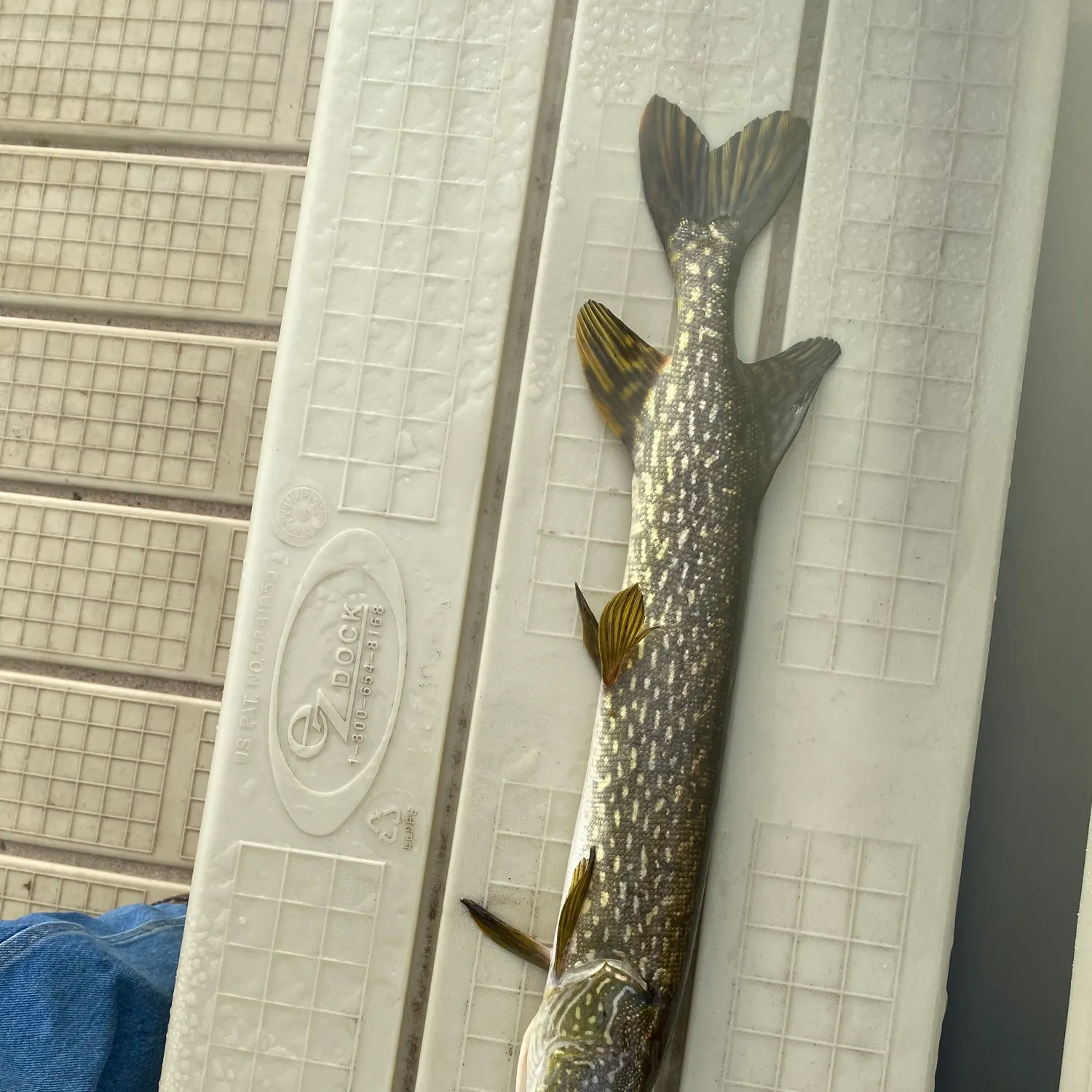 Northern pike caught on Fishbrain