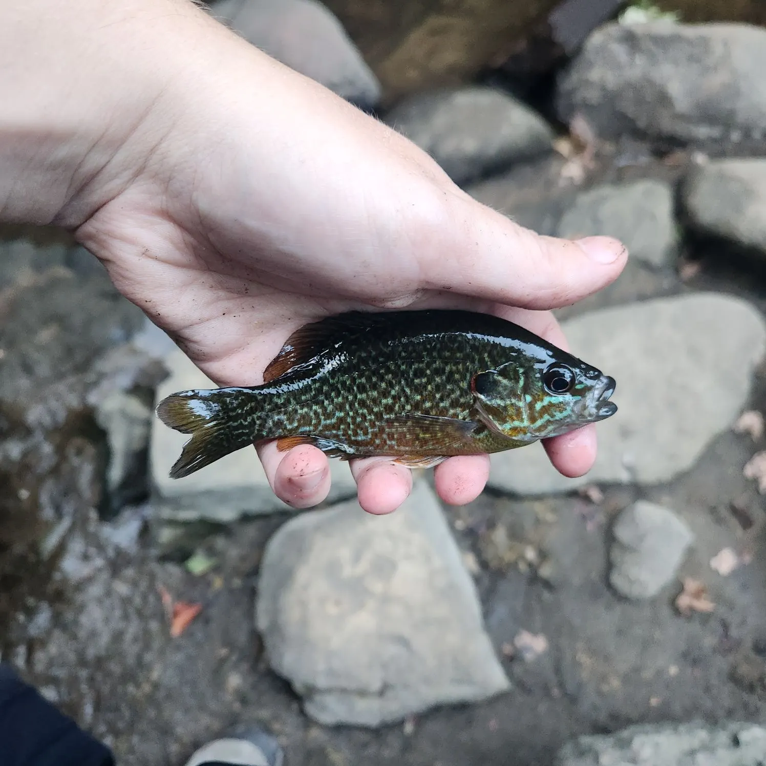 Greengill hybrid caught on Fishbrain