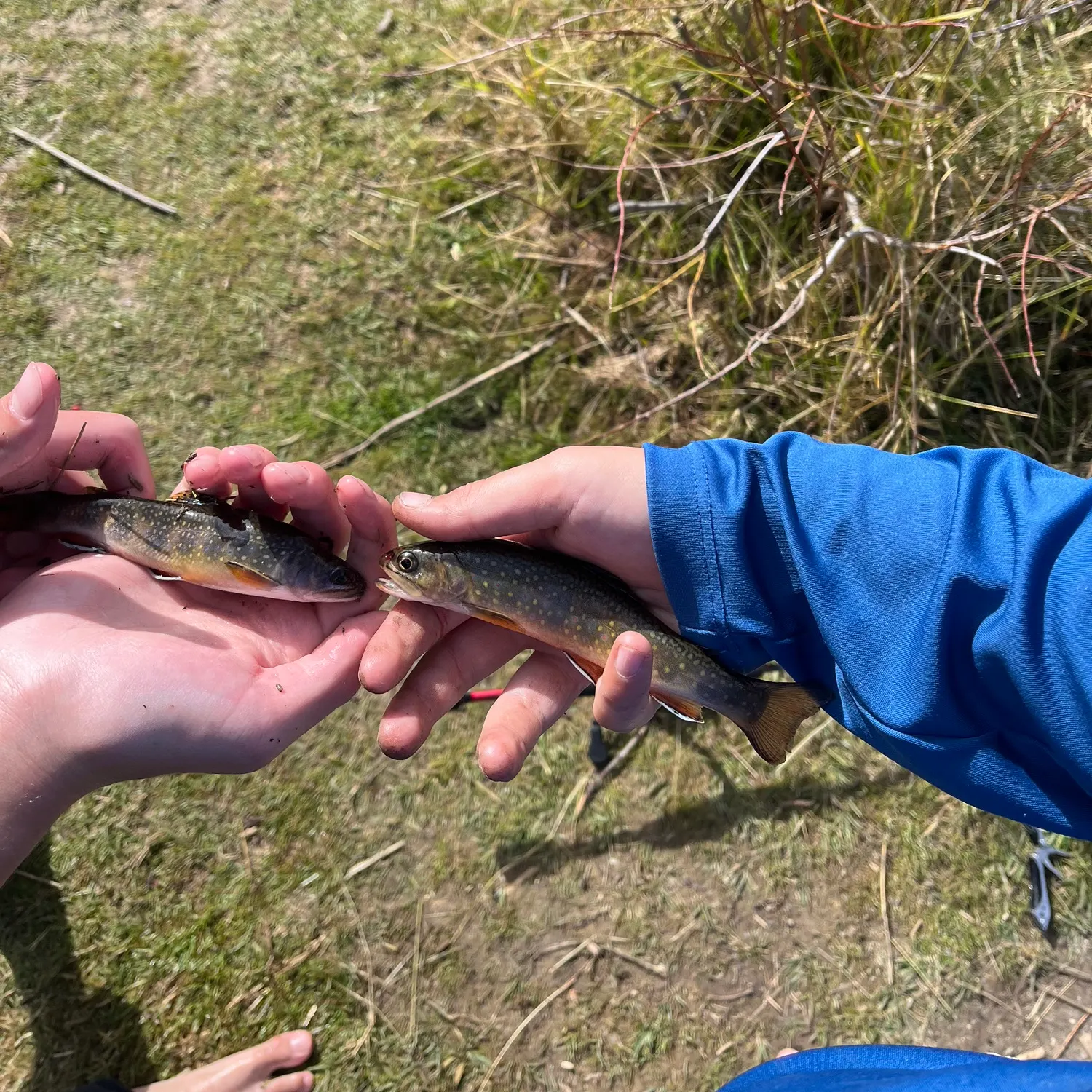 Brook trout caught on Fishbrain