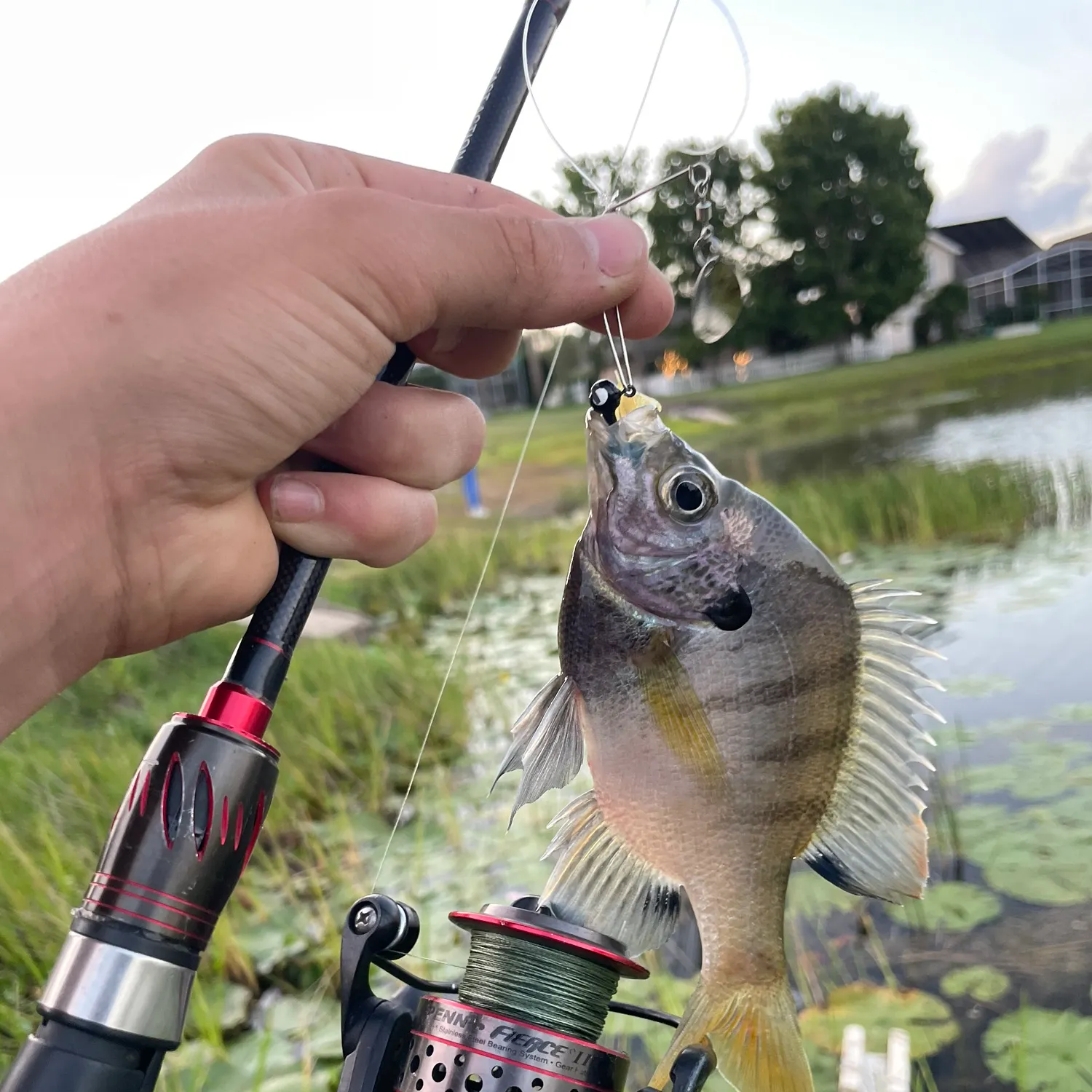 recently logged catches